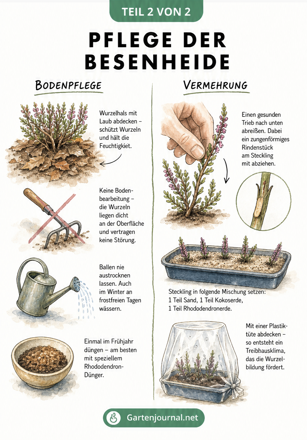 Illustration zur Pflege und Vermehrung der Besenheide mit Gießkanne und Stecklingen