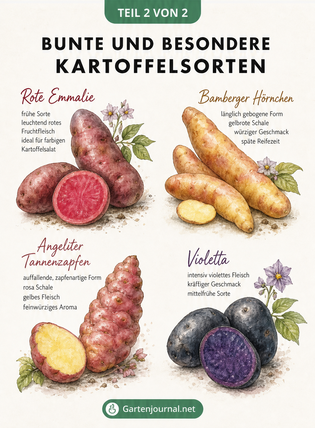 Botanische Illustration von vier besonderen Kartoffelsorten: Rote Emmalie, Violetta, Bamberger Hörnchen und Angeliter Tannenzapfen
