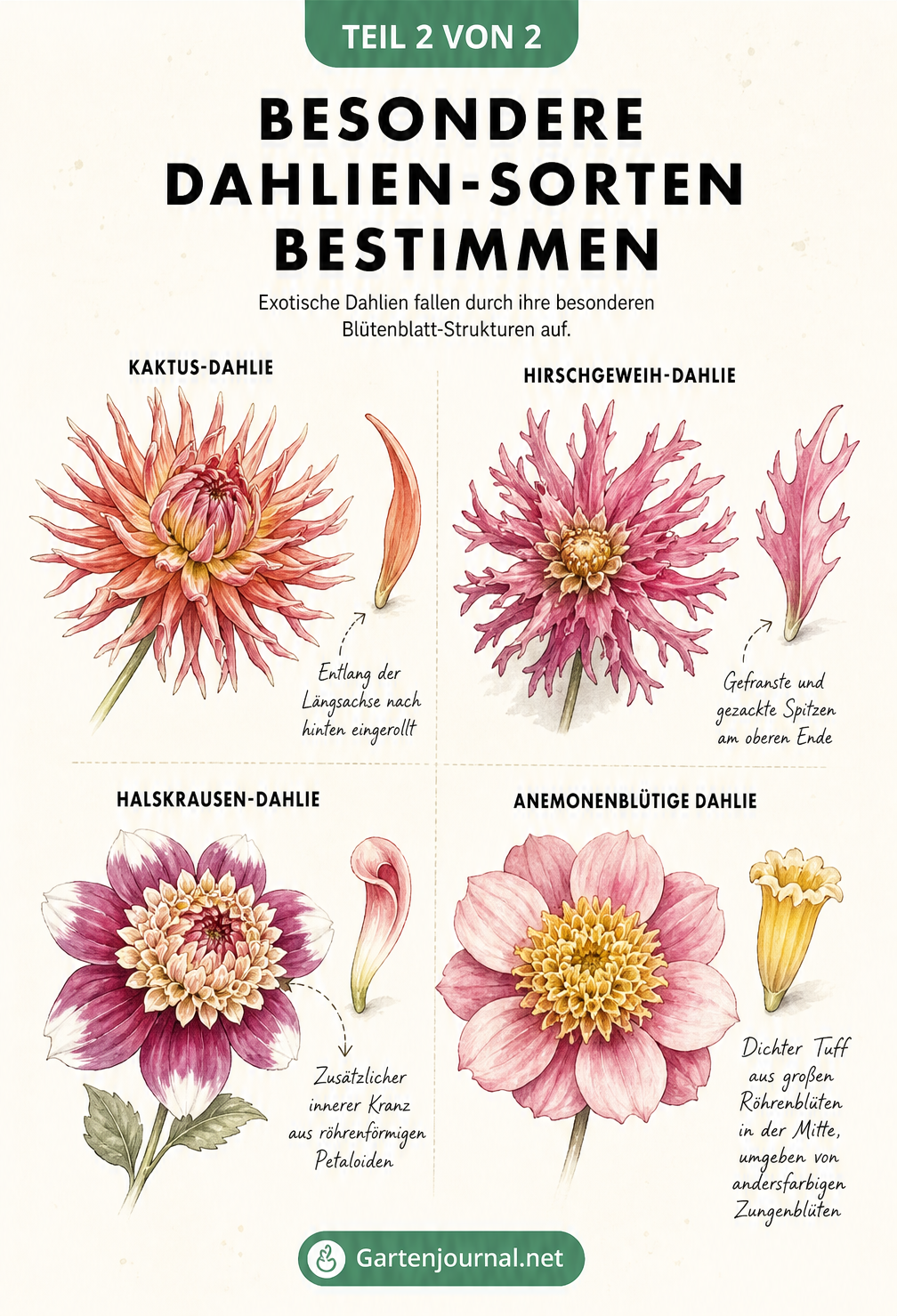 Detaillierte Makro-Ansichten von vier besonderen Dahlien-Blüten wie Kaktus-Dahlie und Halskrausen-Dahlie mit isolierten Blütenblättern