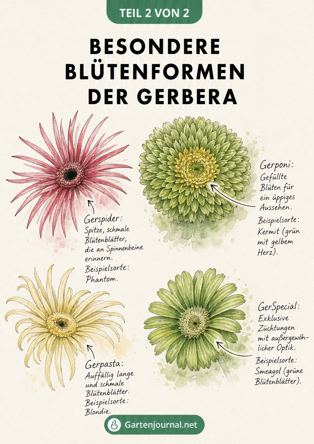 Skizzen von vier besonderen Gerbera-Blütenformen: Gerspider, Gerponi, Gerpasta und GerSpecial
