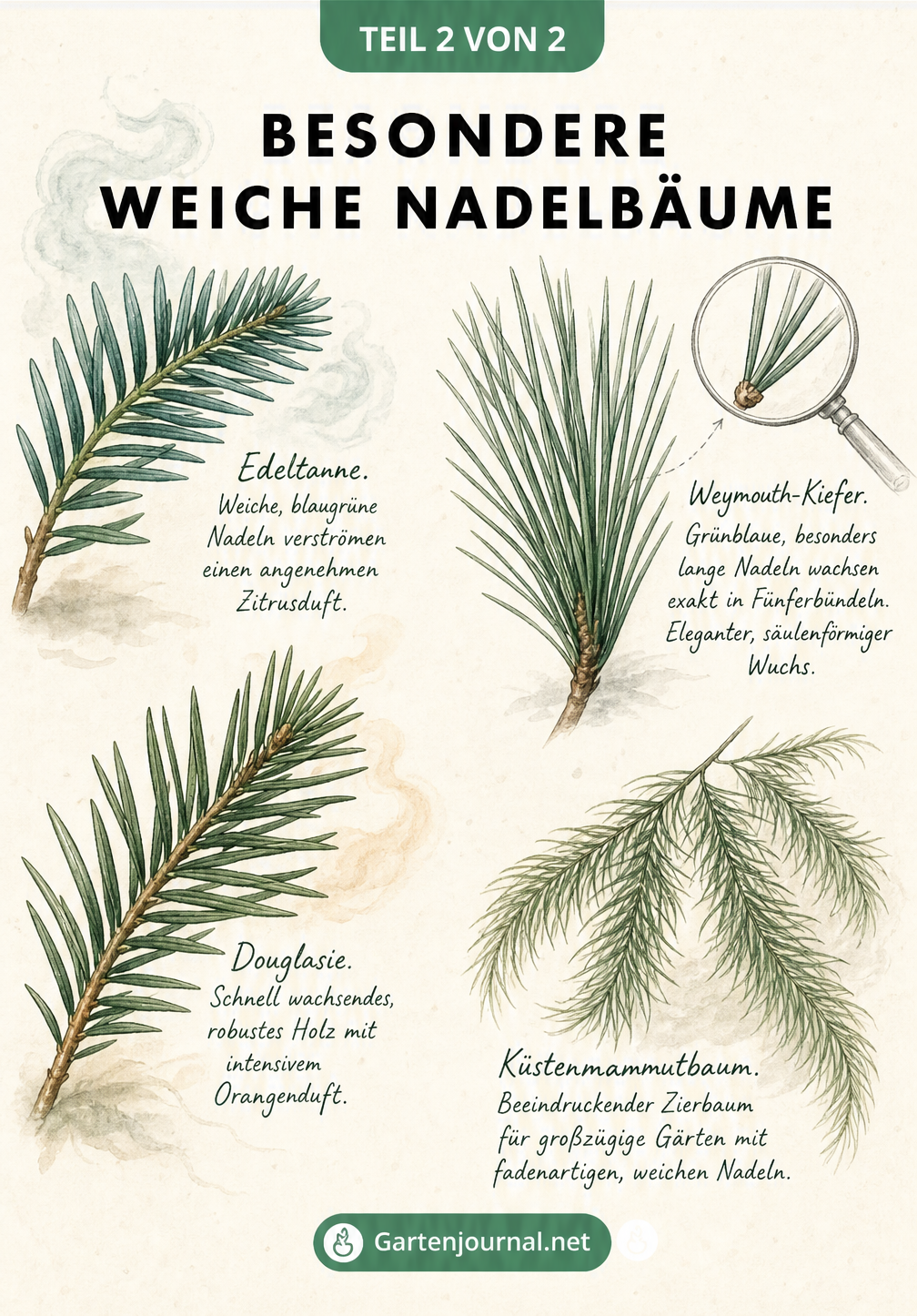 Herbarium-Illustration von Edeltanne, Douglasie, Weymouth-Kiefer und Küstenmammutbaum mit weichen Nadeln