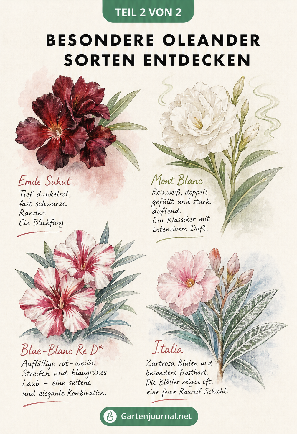 Illustration besonderer Oleander-Sorten wie Emile Sahut, Mont Blanc, Blue-Blanc Re D und Italia mit ihren Merkmalen