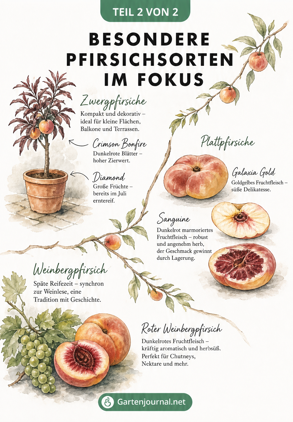 Illustration von Zwergpfirsich, Plattpfirsich und Weinbergpfirsich