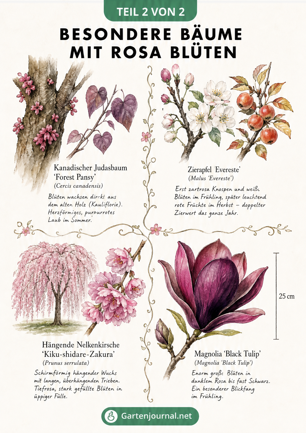 Botanische Illustration von vier besonderen rosa blühenden Bäumen: Kanadischer Judasbaum, Zierapfel 'Evereste', Hängende Nelkenkirsche und Magnolia 'Black...