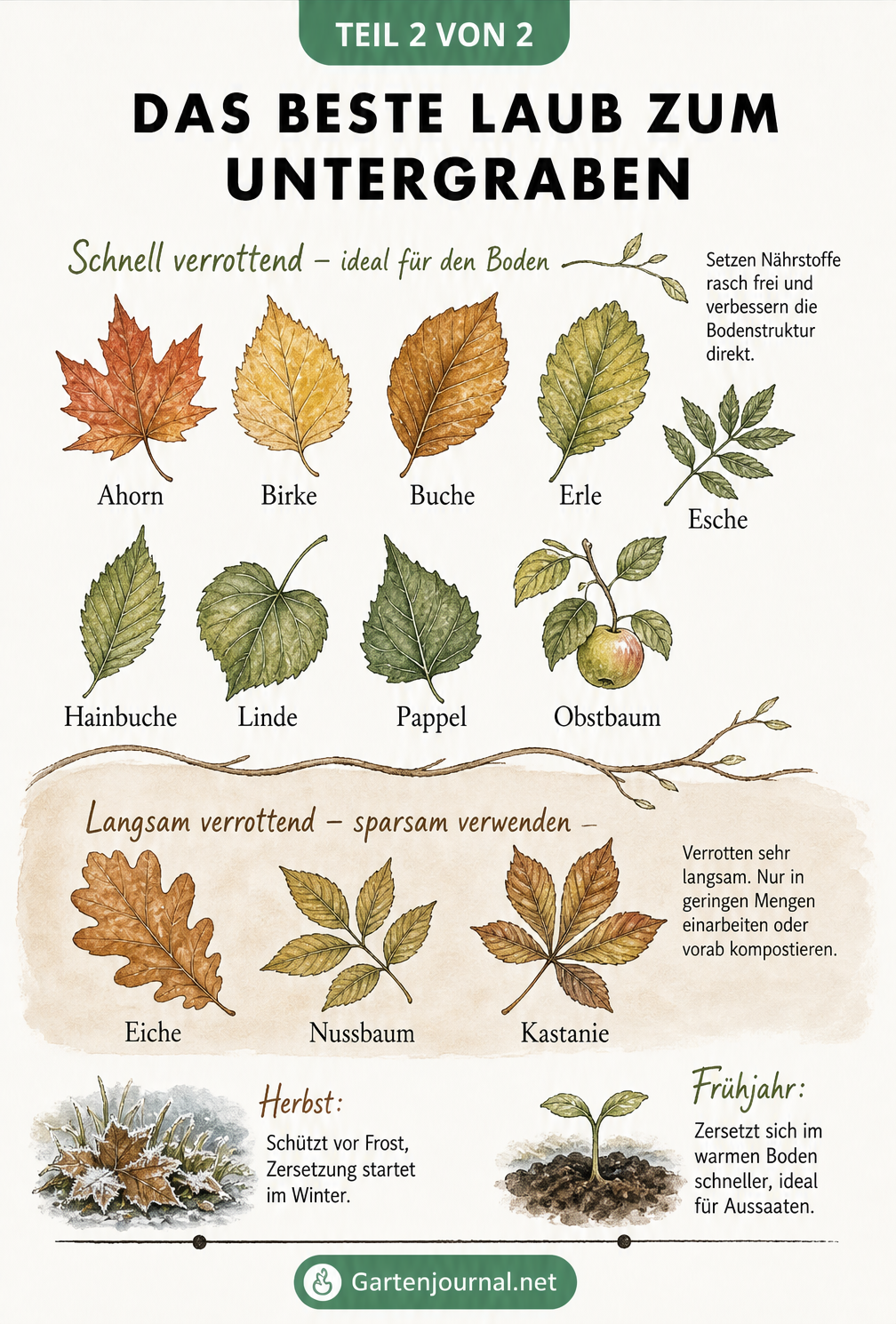 Übersicht von schnell und langsam verrottenden Laubarten für den Gartenboden