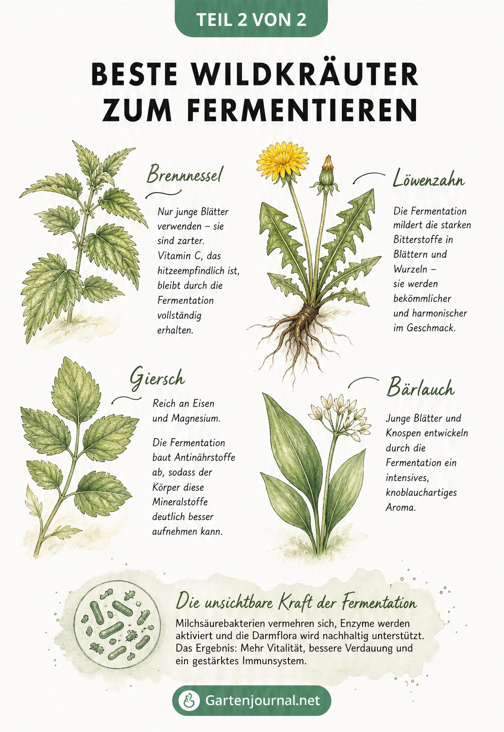 Aquarell-Illustrationen von Brennnessel, Giersch, Löwenzahn und Bärlauch mit ihren gesundheitlichen Vorteilen durch Fermentation