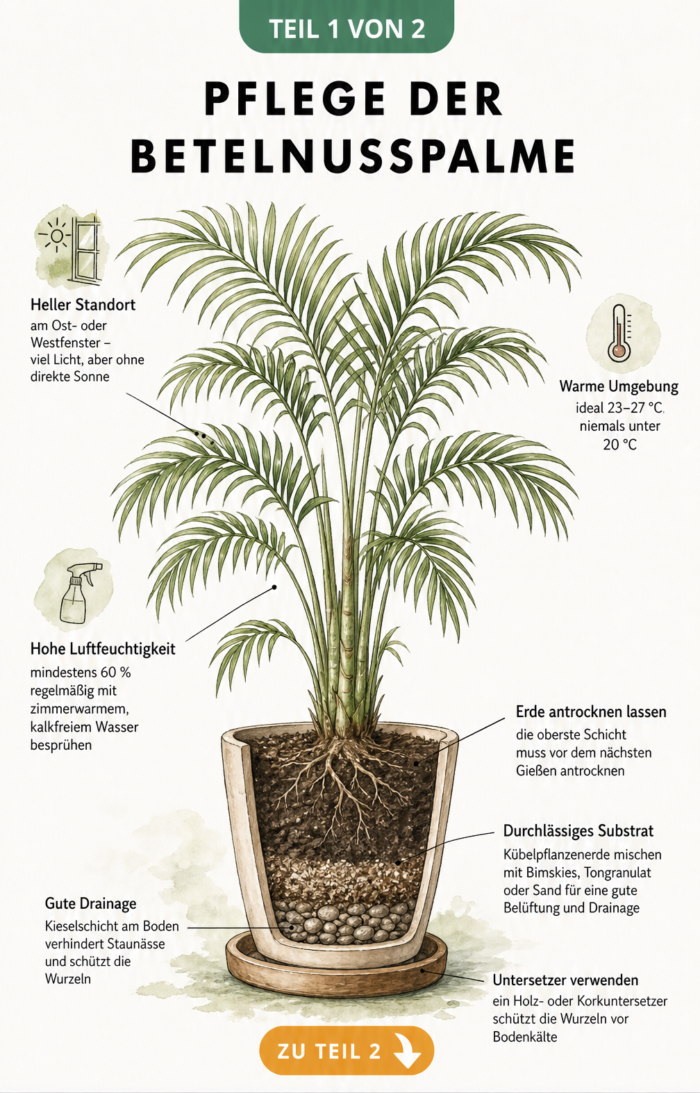Botanische Illustration einer Betelnusspalme mit Hinweisen zu Standort, Temperatur, Luftfeuchtigkeit und Substrataufbau im Pflanzgefäß.
