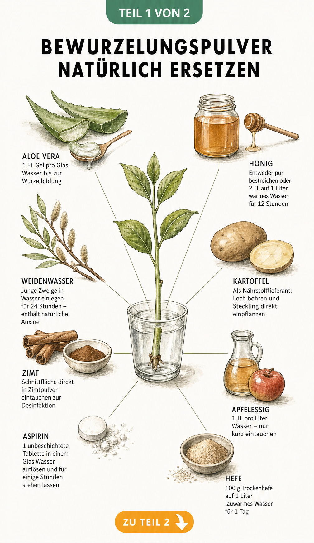 Botanische Illustration eines Stecklings umgeben von acht natürlichen Hausmitteln zur Bewurzelung wie Honig, Zimt und Apfelessig.