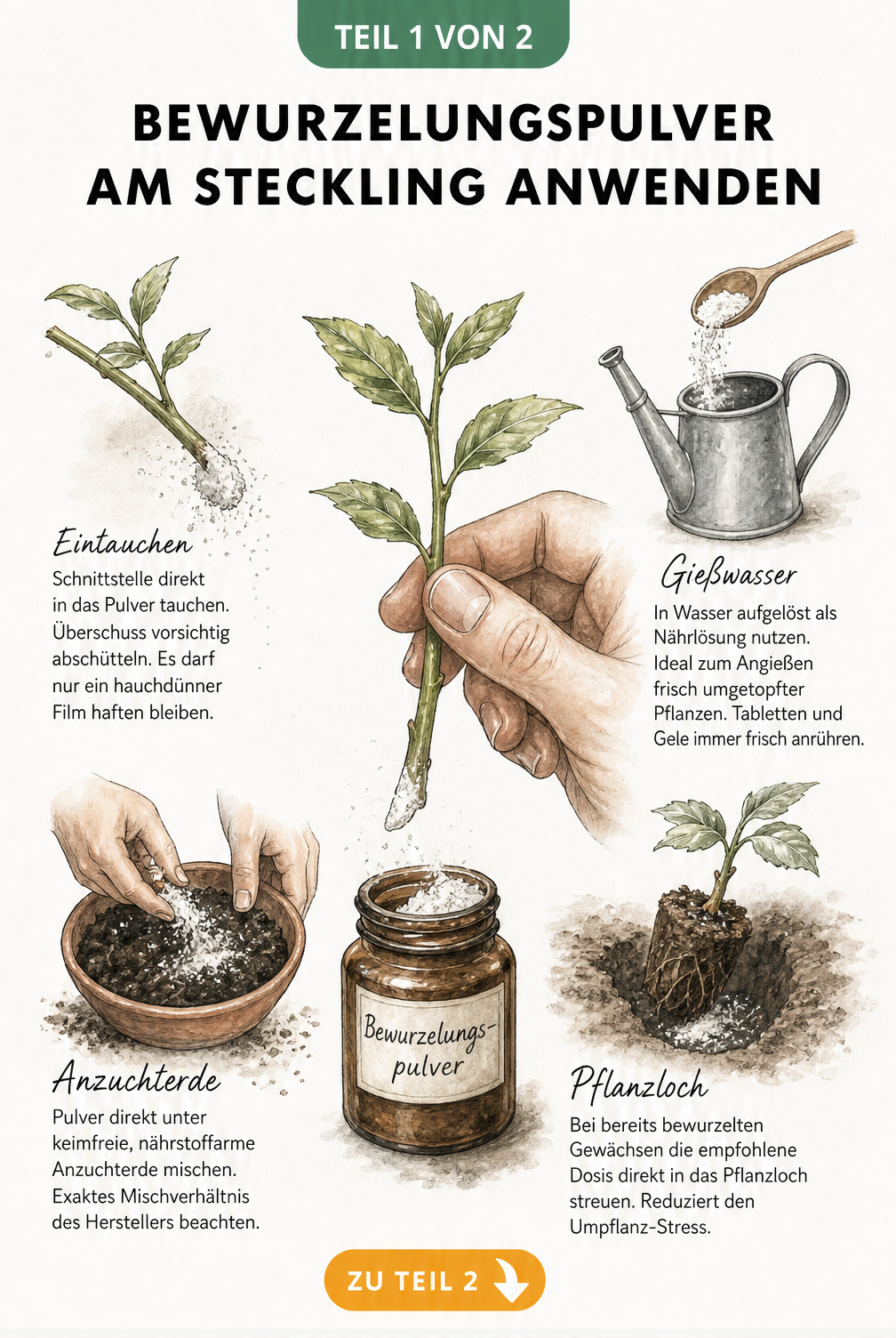 Illustration einer Hand, die einen Steckling in Bewurzelungspulver taucht, mit vier Vignetten zur Anwendung
