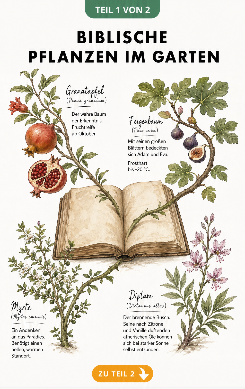 Botanische Illustration von Granatapfel, Feigenbaum, Myrte und Diptam als biblische Pflanzen