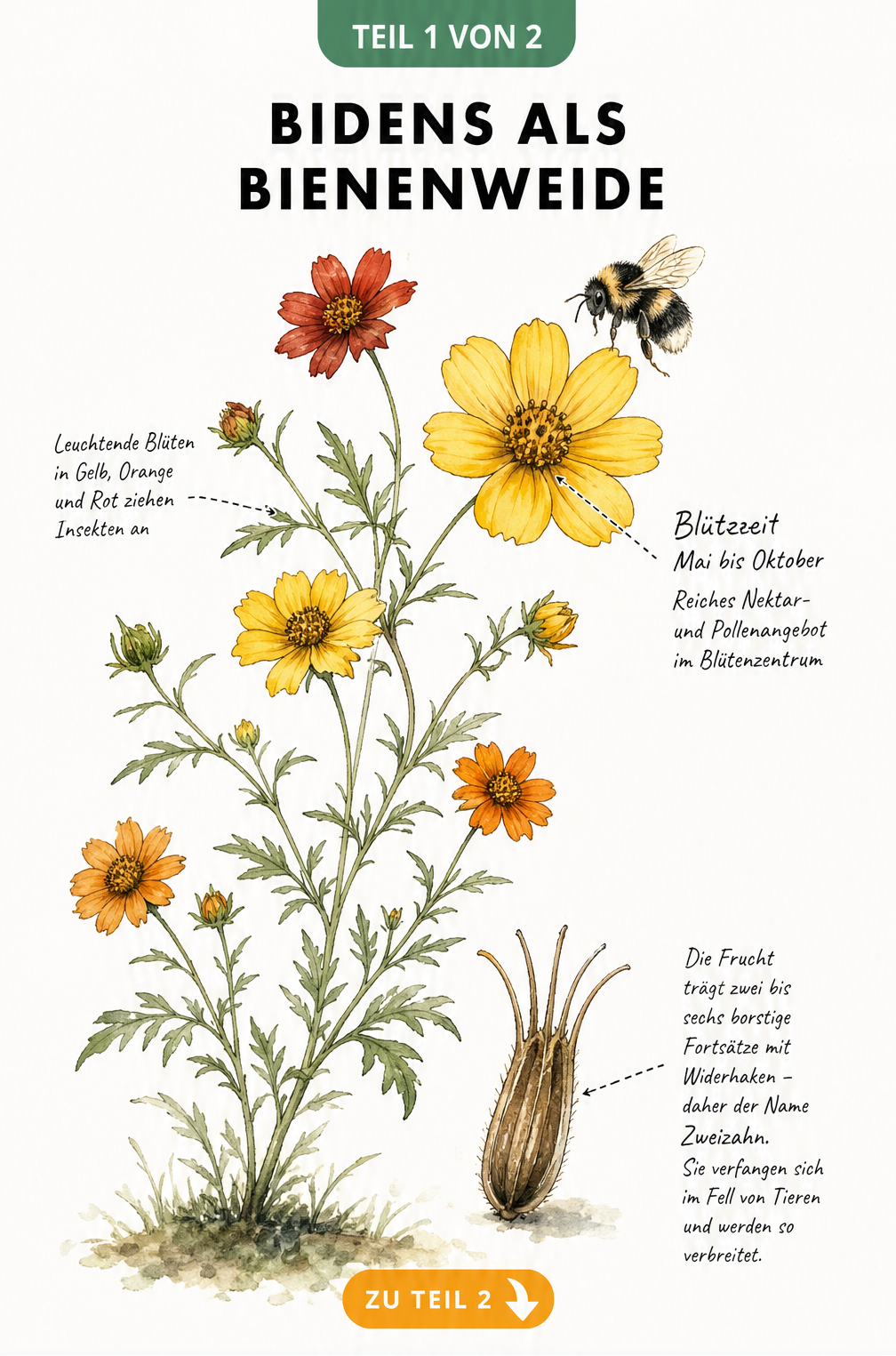 Botanische Illustration einer blühenden Bidens-Pflanze mit einer Hummel, die sich der Blüte nähert, sowie Detailzeichnung eines Samenkorns.