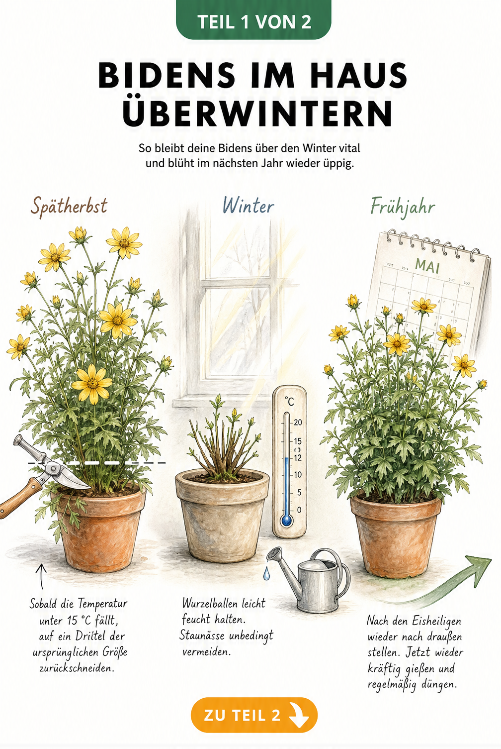Illustration der Überwinterung von Bidens im Haus: Rückschnitt im Herbst, kühler Standort im Winter und Austrieb im Frühjahr.