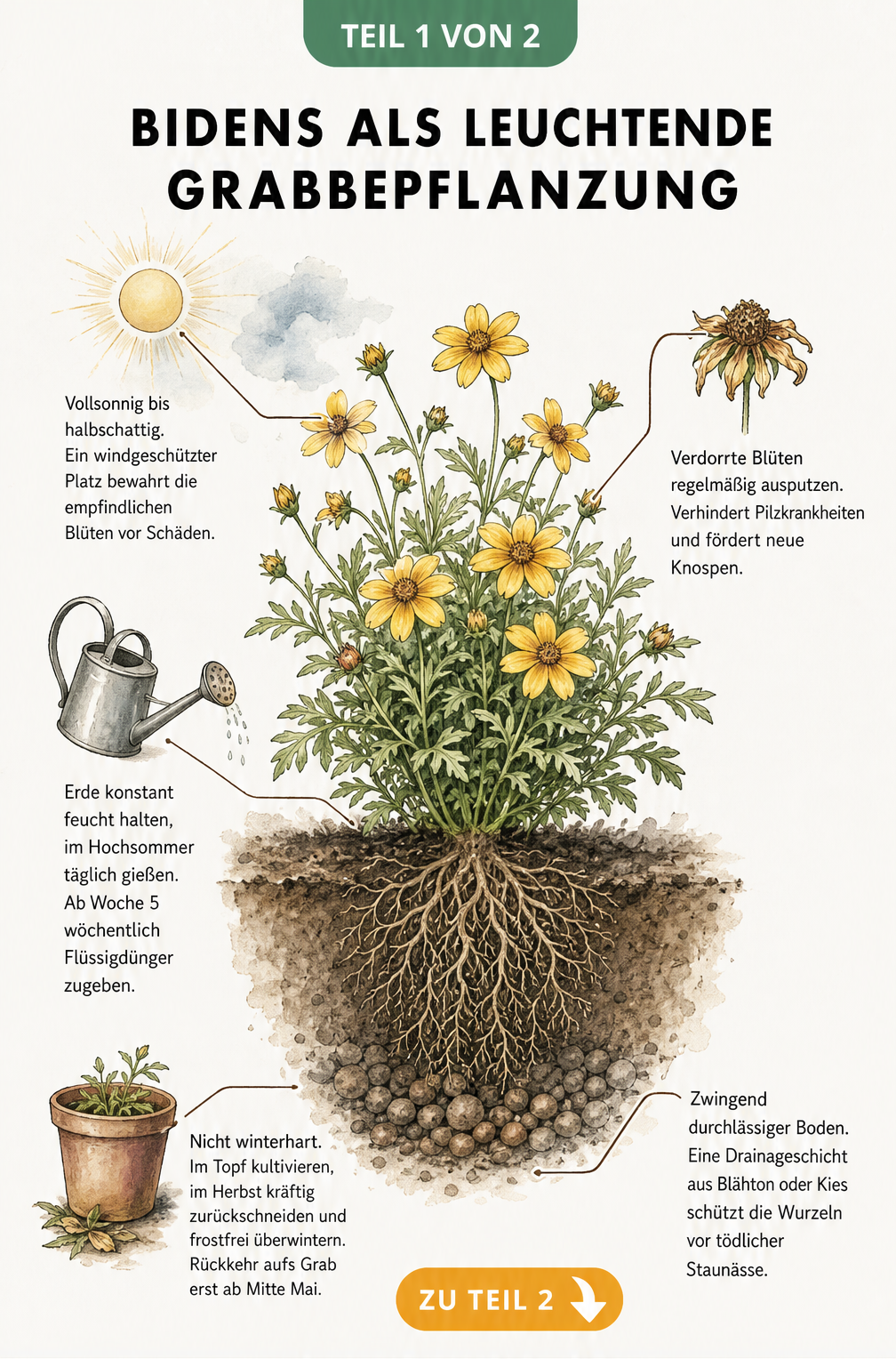 Botanische Illustration einer Bidens-Pflanze mit Querschnitt der Wurzeln und Pflegetipps für die Grabbepflanzung