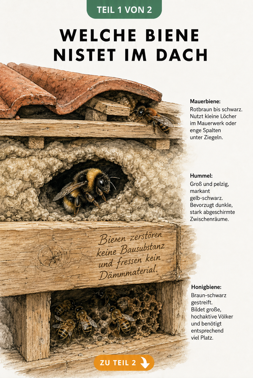 Querschnitt eines Dachaufbaus mit Mauerbiene, Hummel und Honigbiene in ihren typischen Nistplätzen