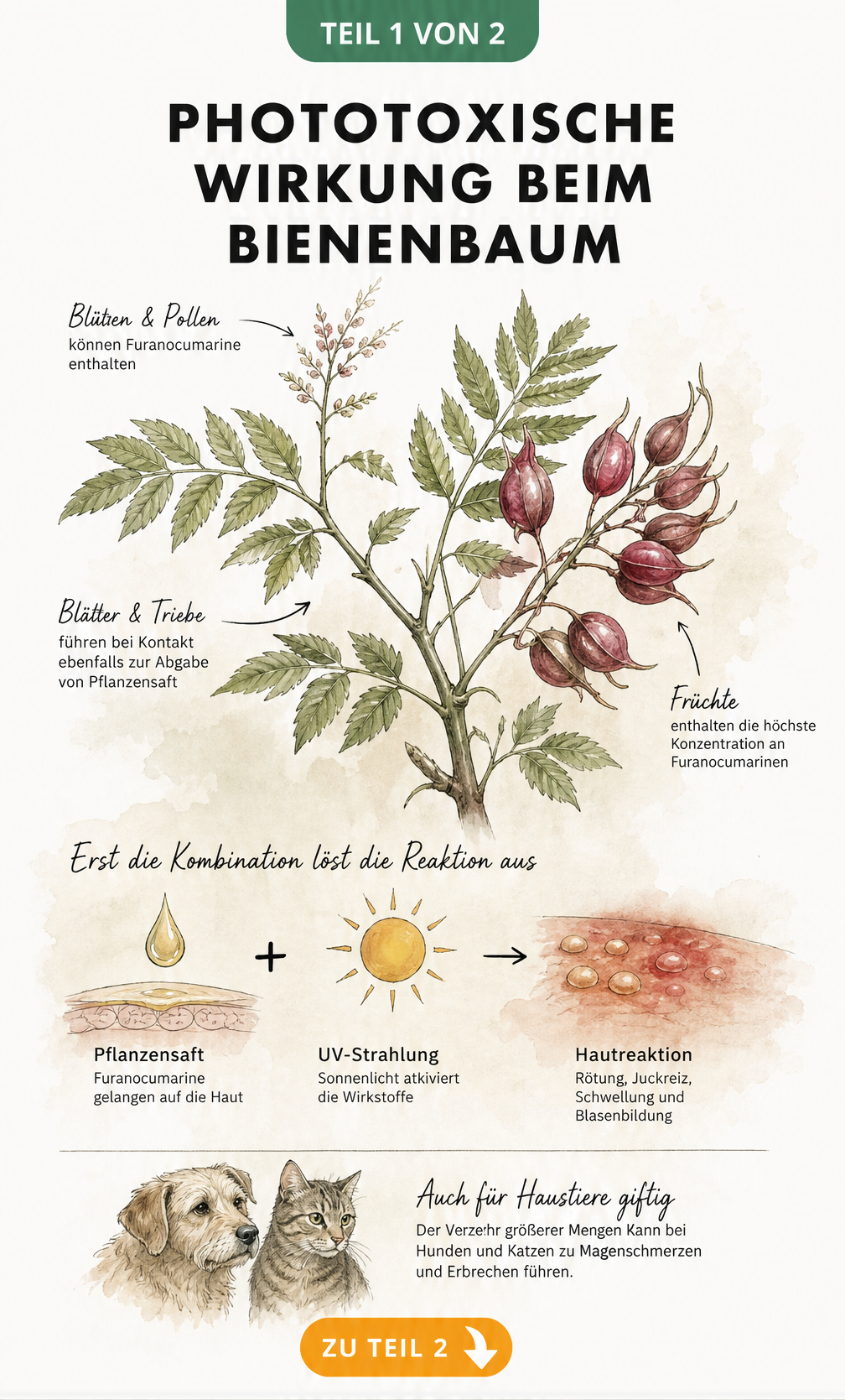 Botanische Illustration eines Bienenbaum-Zweigs mit Blättern und purpurroten Kapselfrüchten, die die phototoxische Wirkung von Furanocumarinen bei Sonnenlicht...