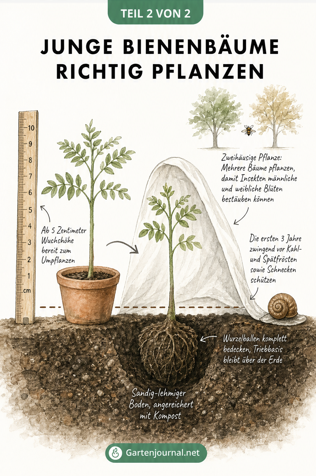 Illustration eines jungen Bienenbaums im Topf und frisch ausgepflanzt im Freiland, mit Hinweisen zu Bodenbeschaffenheit, Pflanztiefe und Frostschutz.