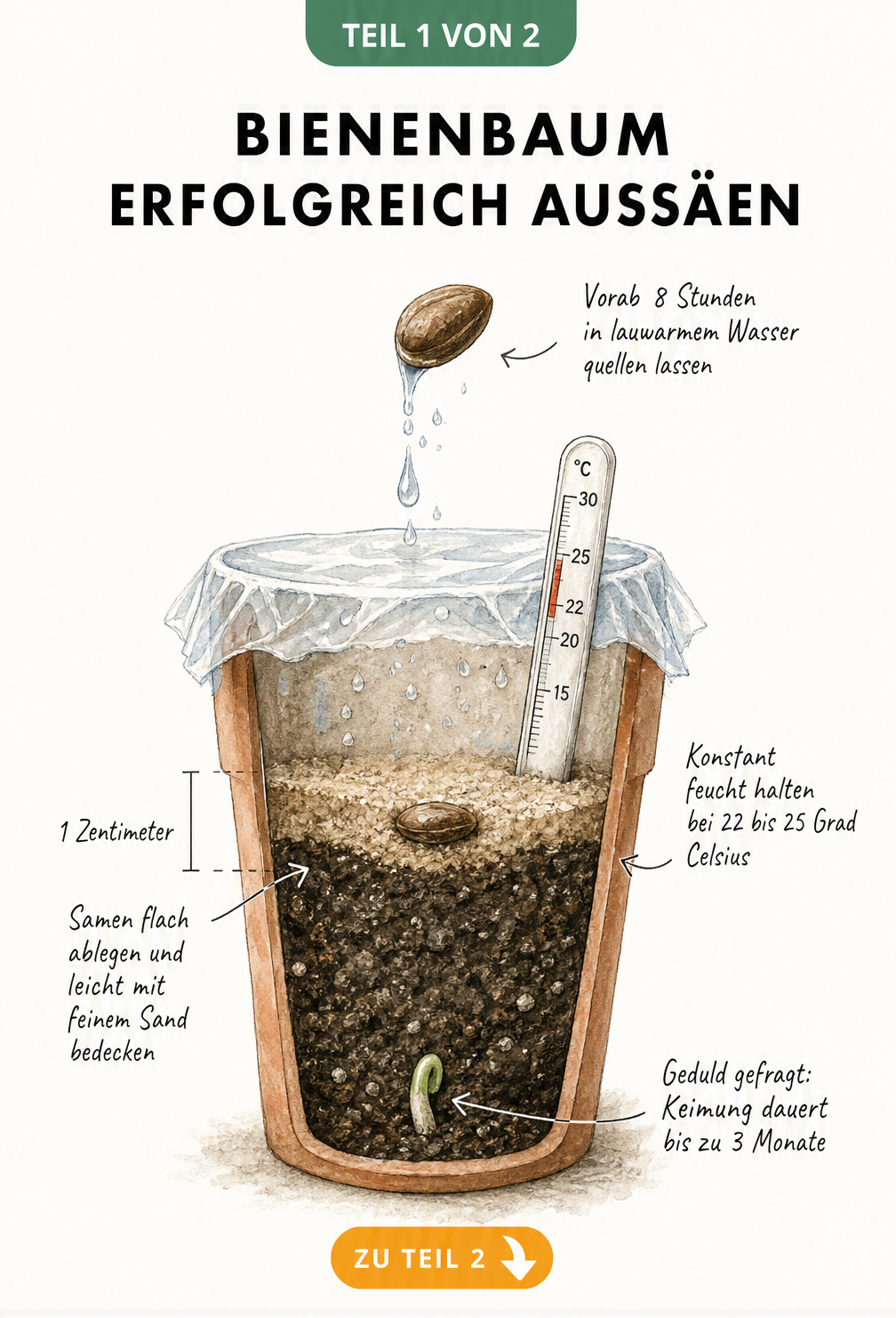 Botanische Illustration eines Anzuchttopfes im Querschnitt, die zeigt, wie Bienenbaum-Samen in einem Zentimeter Tiefe ausgesät und bei 22 bis 25 Grad feucht...