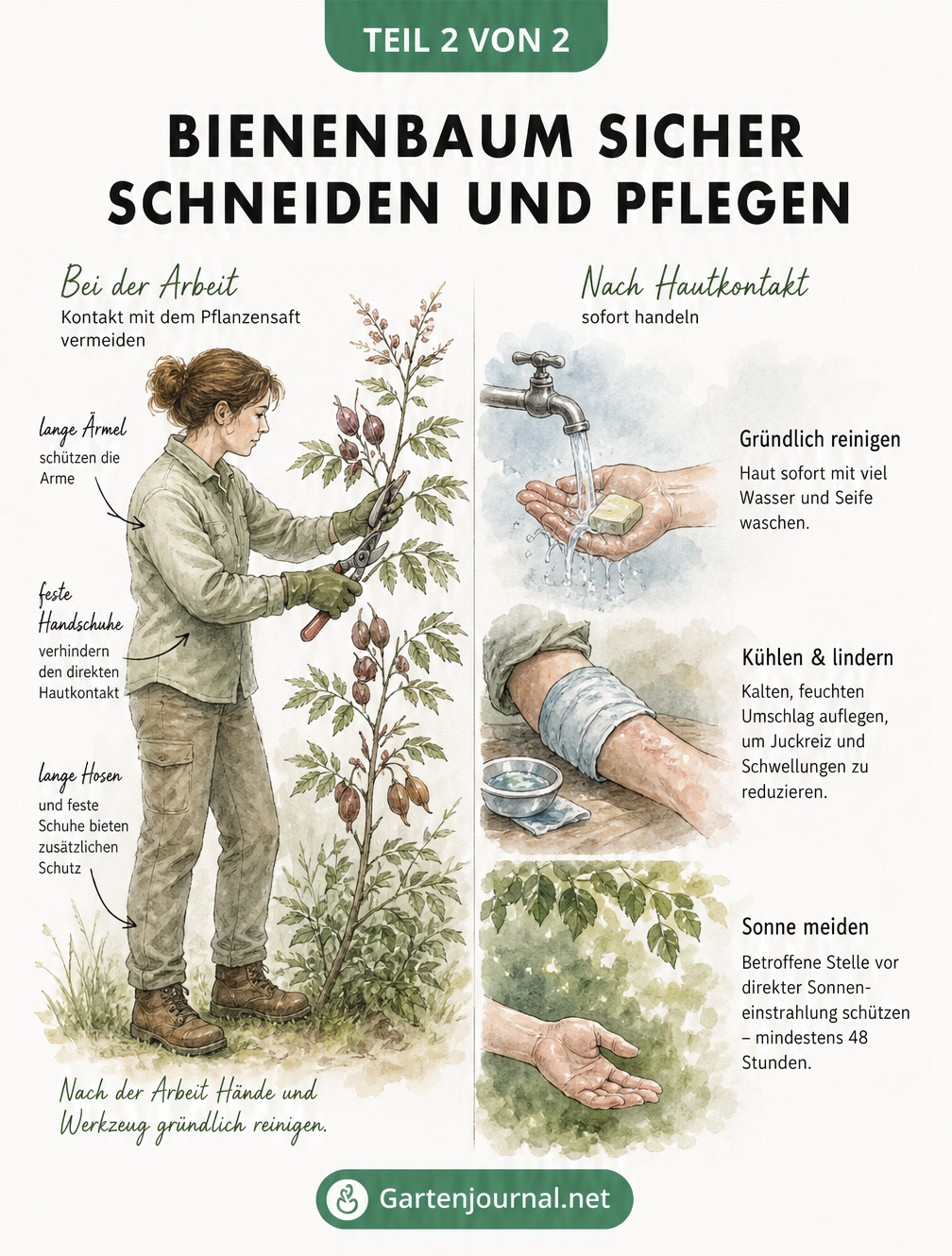 Illustration eines Gärtners in Schutzkleidung beim Schneiden eines Bienenbaums und Erste-Hilfe-Maßnahmen wie Waschen und Kühlen bei Hautkontakt.