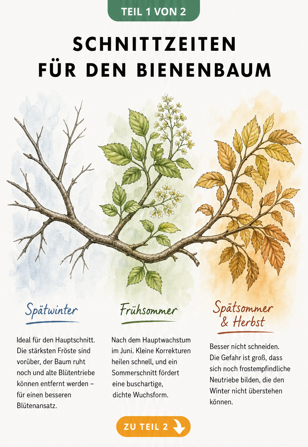 Illustration eines Bienenbaum-Astes im Jahresverlauf mit Erklärungen zu den besten Schnittzeiten im Spätwinter und Frühsommer
