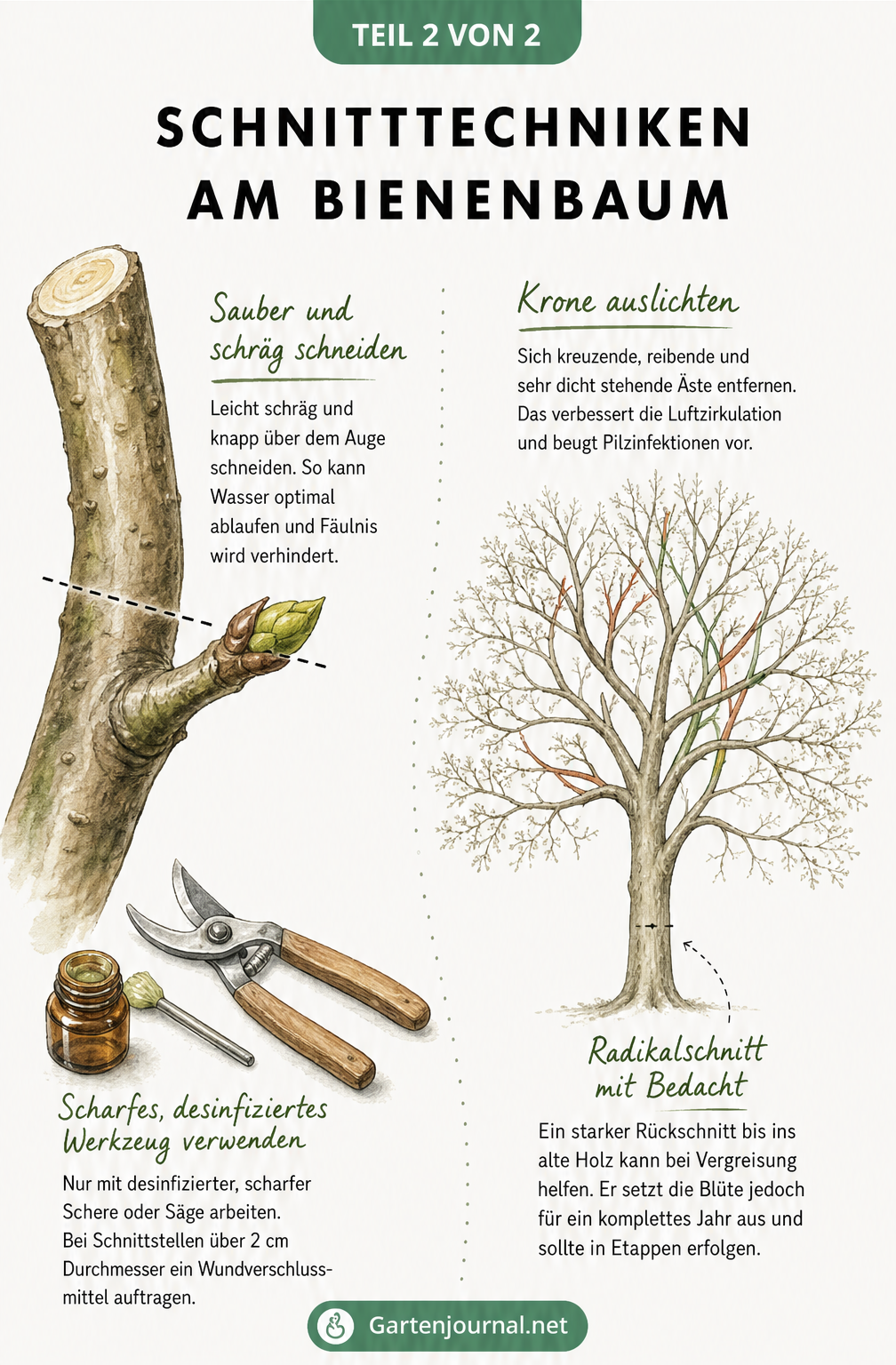 Skizze zur richtigen Schnitttechnik am Bienenbaum mit schrägem Schnitt über einer Knospe und Auslichtung der Baumkrone