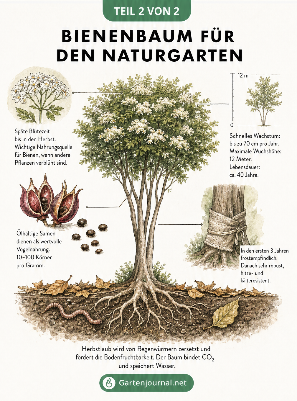 Botanische Illustration des Bienenbaums mit Details zu Blüten, Wachstum und Pflege