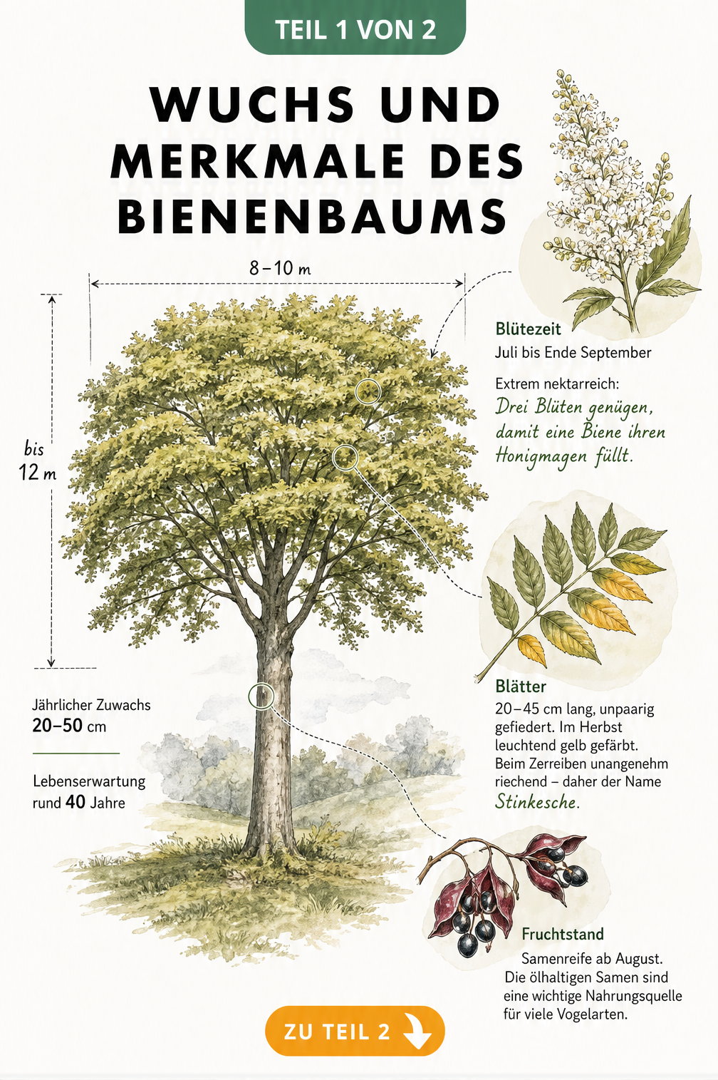 Botanische Illustration des Bienenbaums mit Details zu Blättern, Blüten und Früchten sowie Maßangaben zu Wuchshöhe und Breite