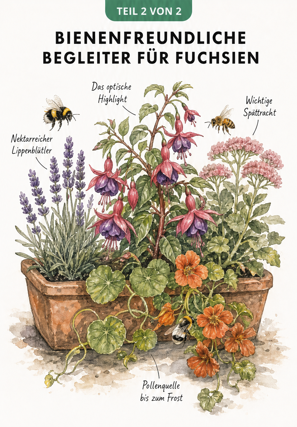 Illustration eines bepflanzten Balkonkastens mit einer Fuchsie im Zentrum, umgeben von bienenfreundlichen Begleitpflanzen wie Lavendel, Kapuzinerkresse und...