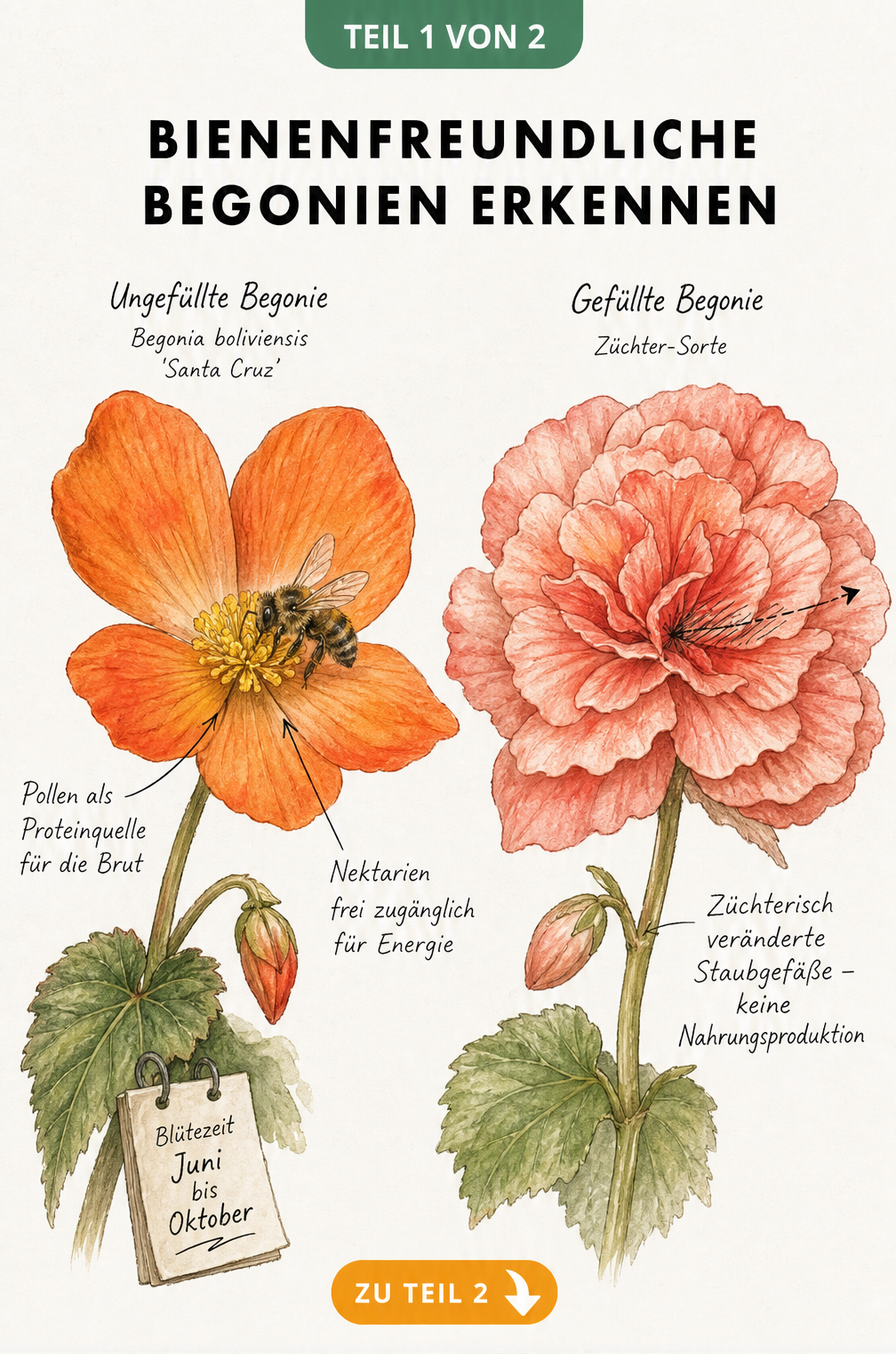 Botanische Illustration einer ungefüllten Begonia boliviensis und einer gefüllten Begonie im Vergleich für Bienen