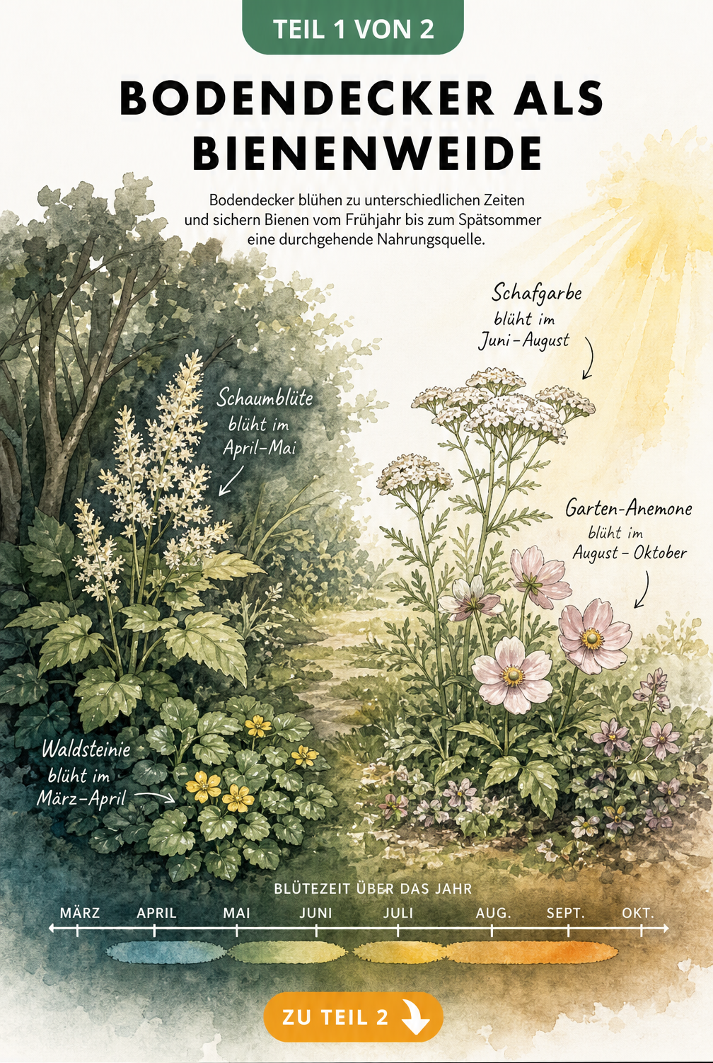 Aquarell-Illustration eines Gartens mit bienenfreundlichen Bodendeckern von Schattenpflanzen wie Schaumblüte bis zu Sonnenpflanzen wie Schafgarbe