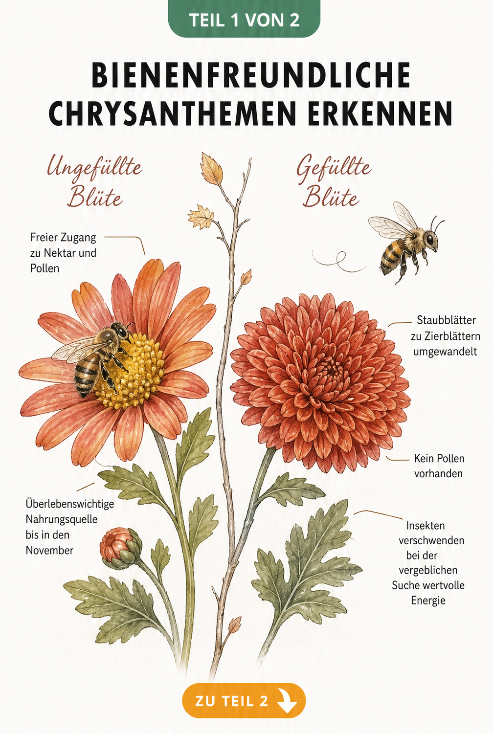 Gegenüberstellung einer ungefüllten Chrysanthemenblüte mit einer Wildbiene und einer gefüllten Blüte ohne Insekten