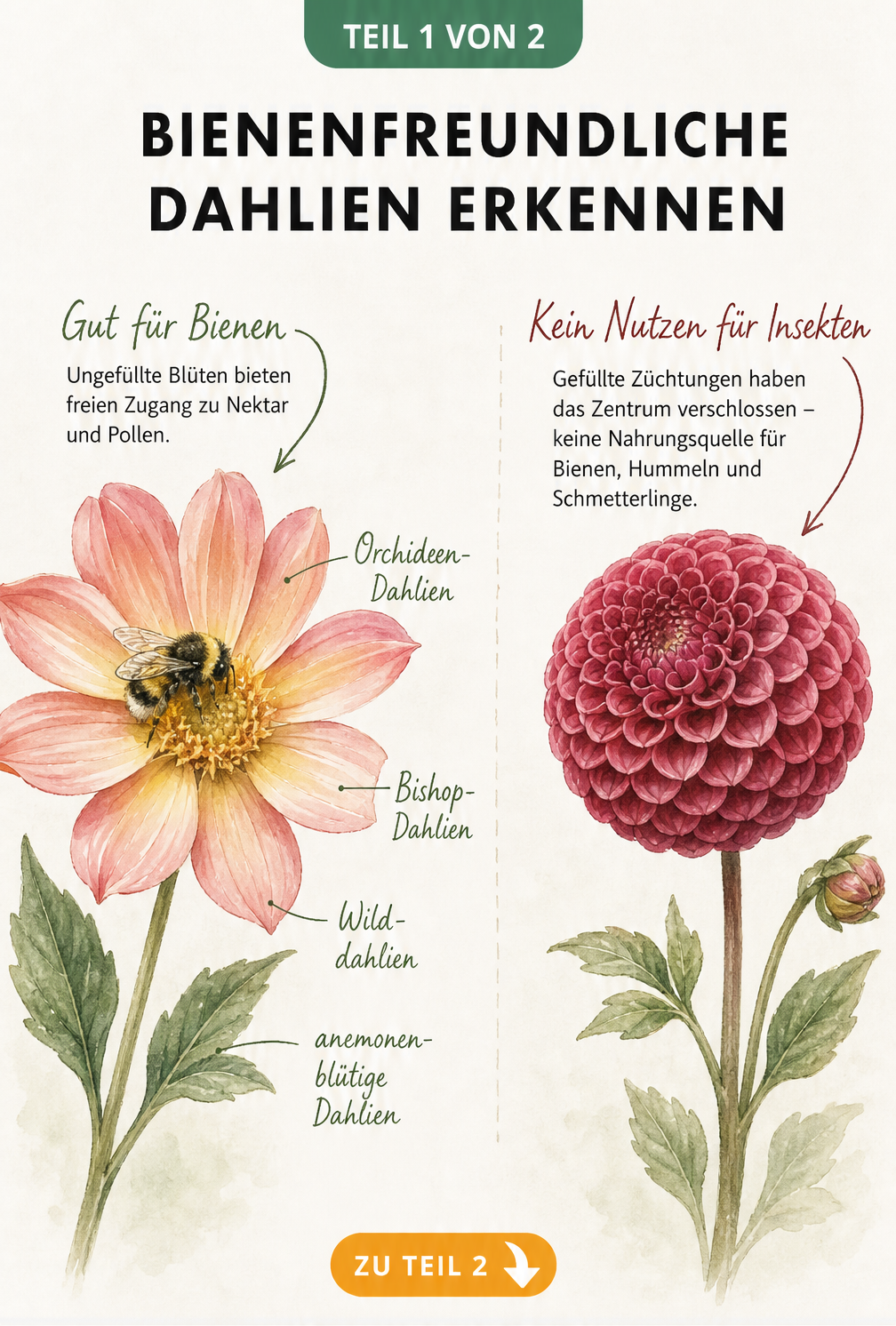 Illustration einer ungefüllten Halskrause-Dahlie mit Wildbiene im Vergleich zu einer geschlossenen Pompon-Dahlie