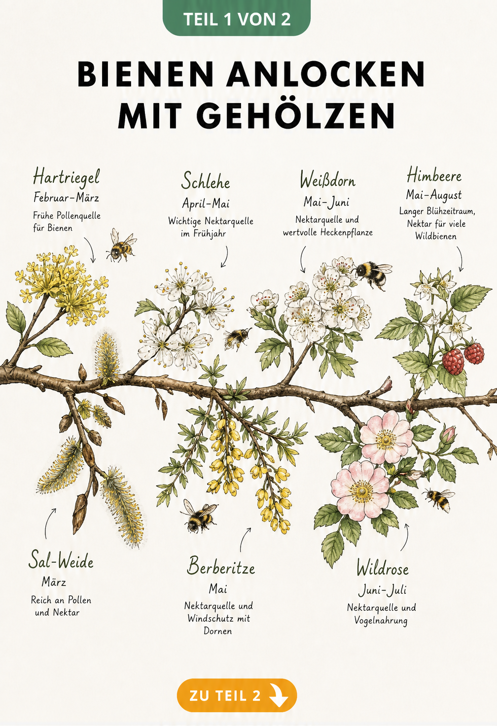 Botanische Aquarell-Zeichnung eines Astes, der die Blütezeiten von sieben bienenfreundlichen Gehölzen von Februar bis August zeigt.