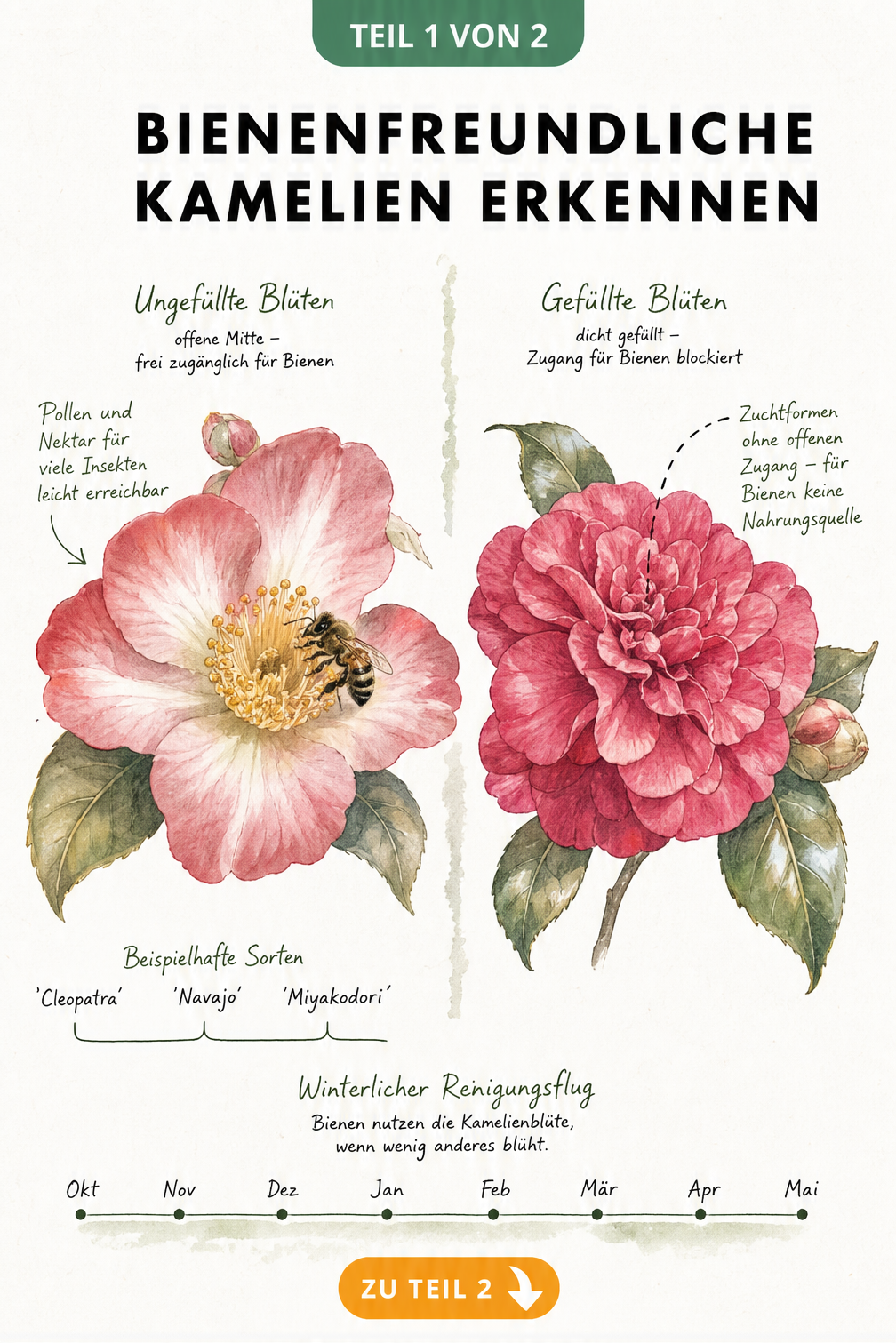 Aquarell-Illustration einer ungefüllten und einer gefüllten Kamelienblüte im Vergleich für Bienen