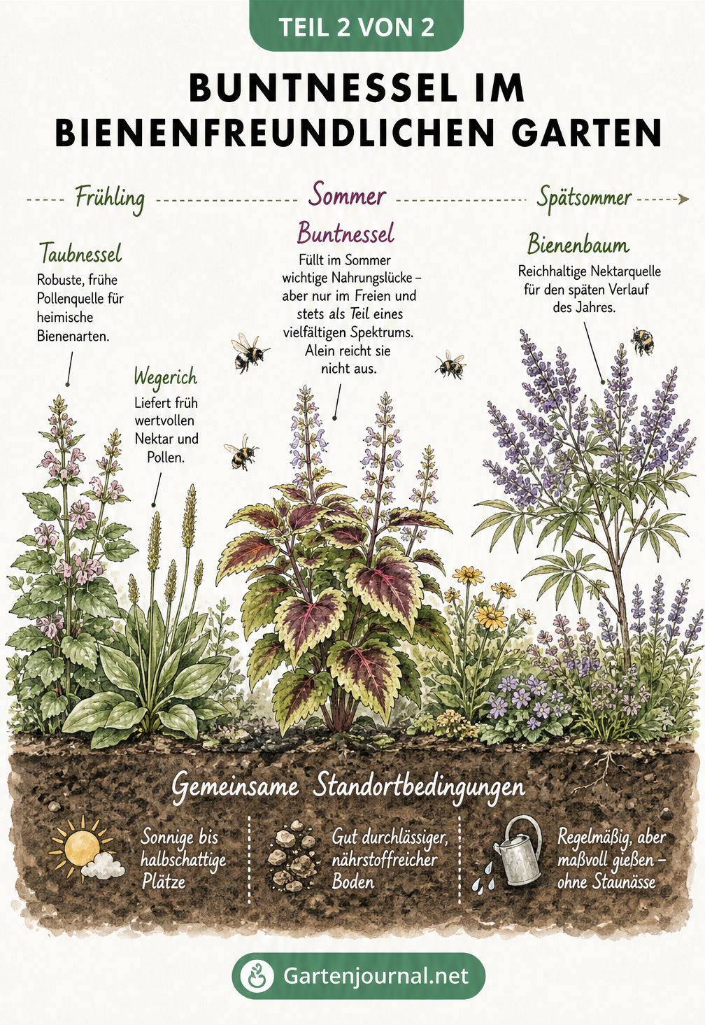 Illustration eines bienenfreundlichen Gartenbeets mit Buntnessel, Taubnessel und Bienenbaum
