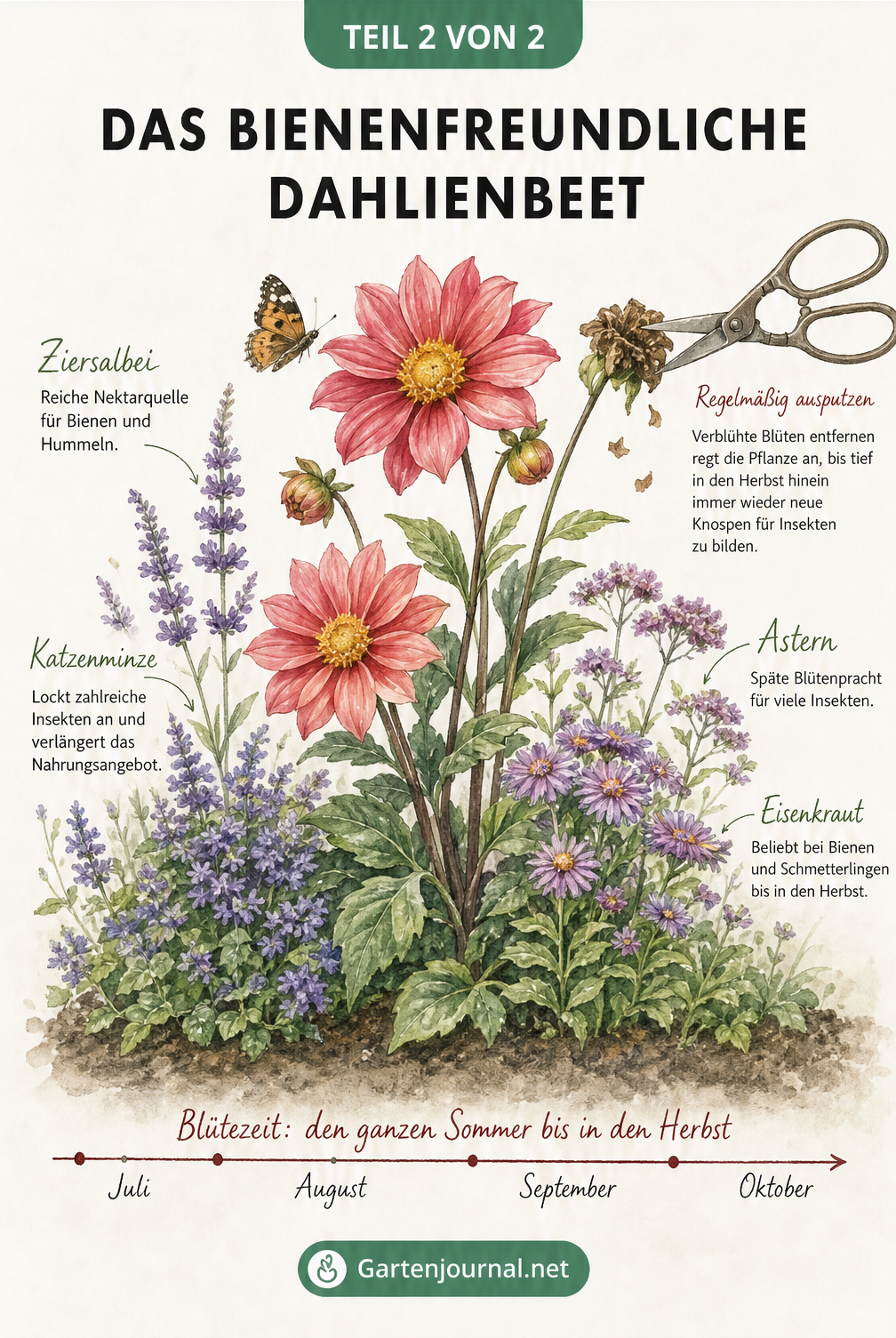 Aquarell-Zeichnung eines Dahlienbeets mit Begleitpflanzen wie Ziersalbei und einer Gartenschere beim Ausputzen
