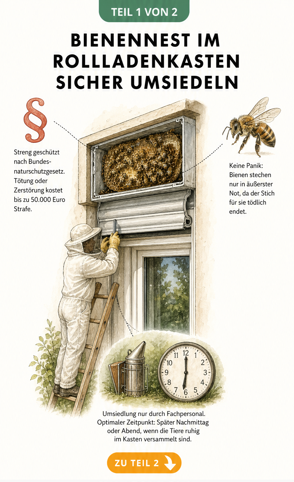 Illustration eines Bienennests im Rollladenkasten mit Hinweisen zu Rechtslage, Verhalten und Umsiedlung durch einen Imker