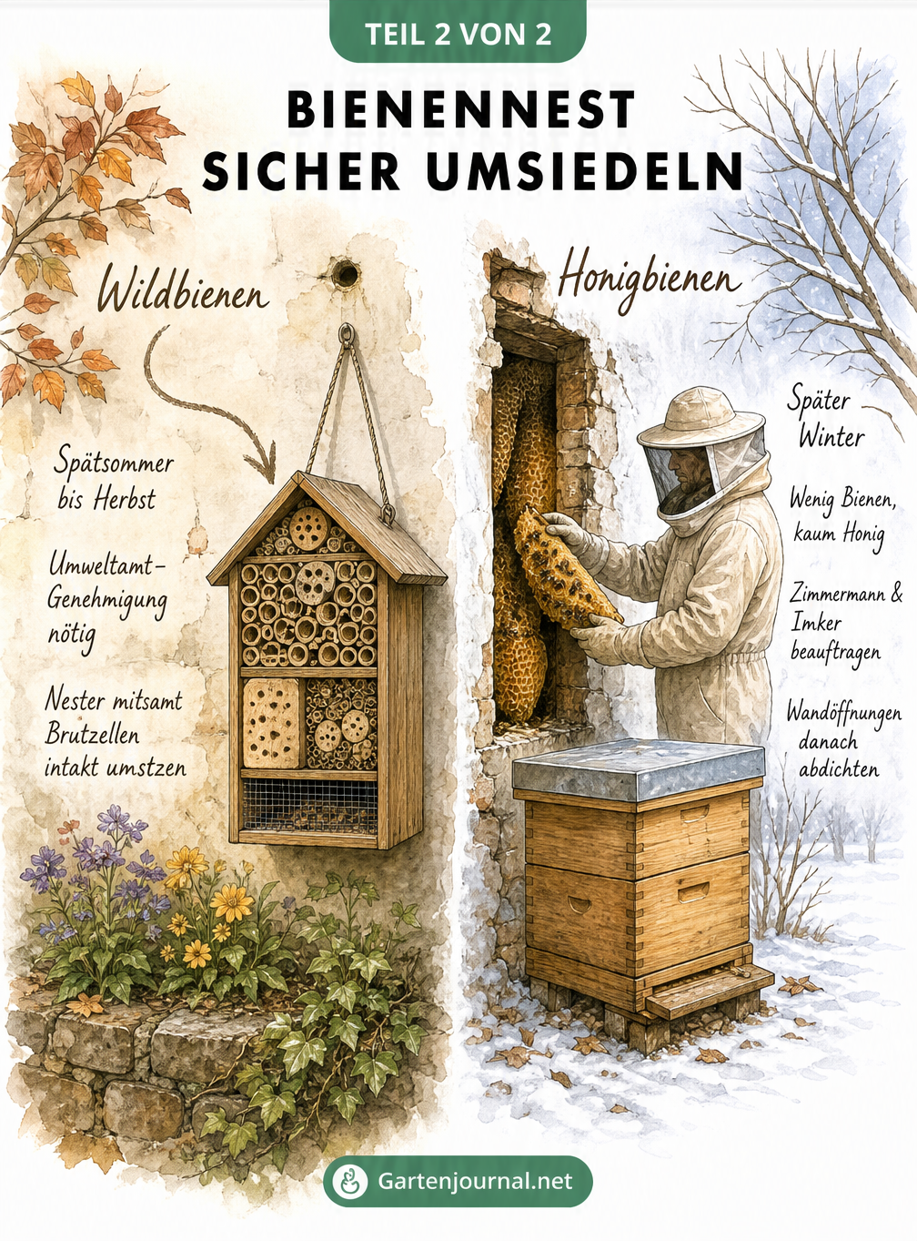 Zweigeteilte Illustration: Links die Umsiedlung von Wildbienen in ein Insektenhotel, rechts ein Imker bei der Entfernung von Honigbienenwaben aus einer Wand