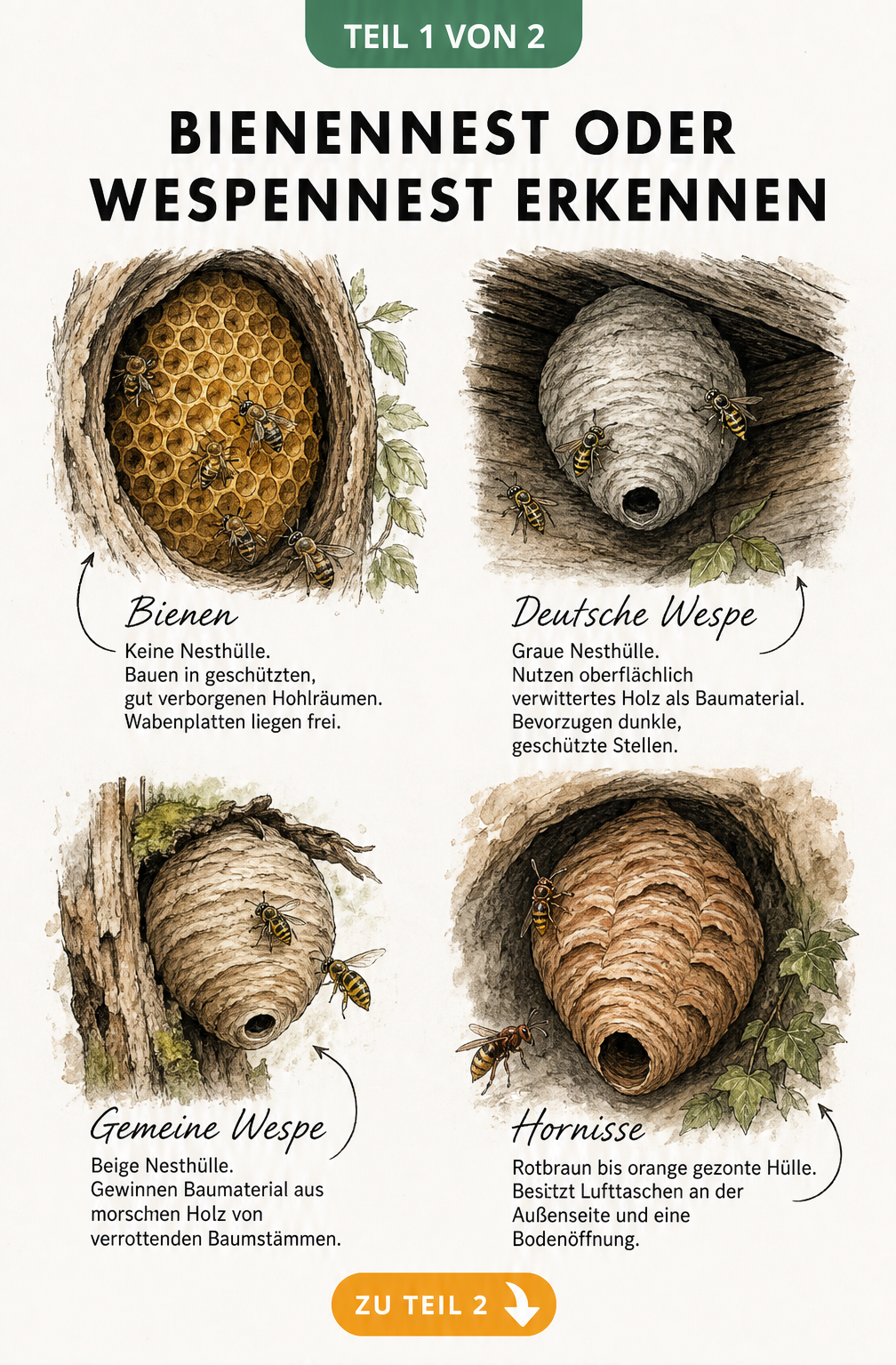 Illustration verschiedener Insektennester von Bienen, Deutschen Wespen, Gemeinen Wespen und Hornissen mit Erkennungsmerkmalen