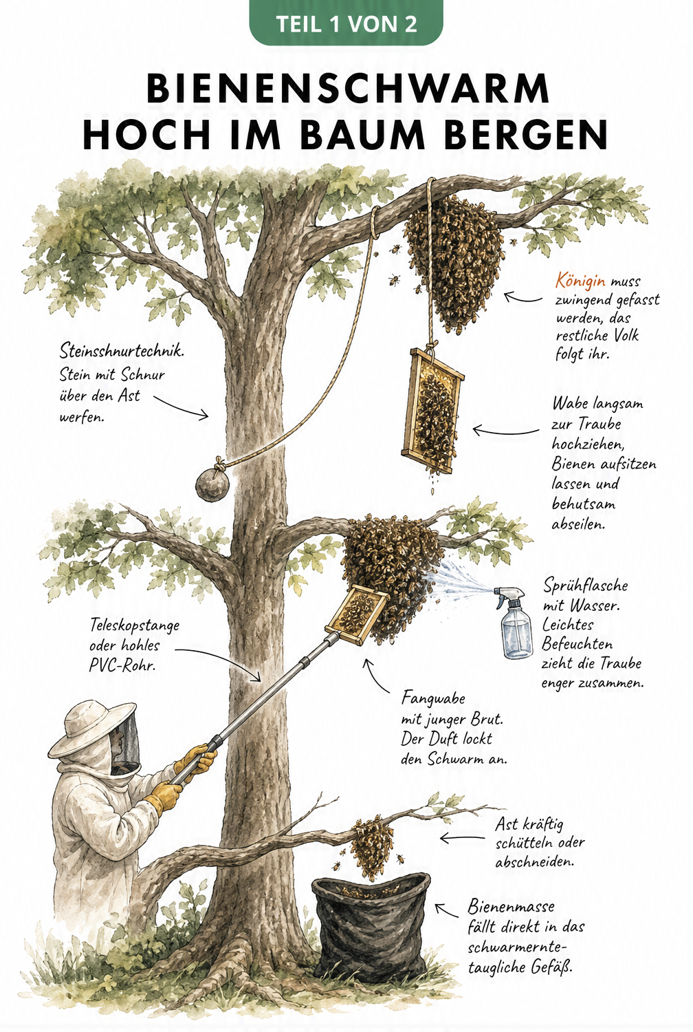 Illustration eines Baumes mit drei verschiedenen Methoden zum Einfangen eines Bienenschwarms auf unterschiedlichen Höhen