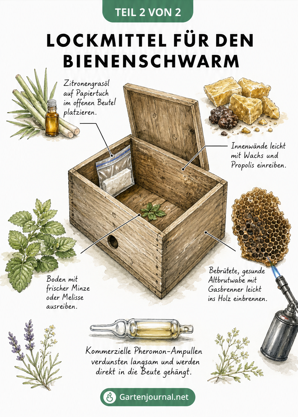 Illustration eines Baumes mit einer Schwarmfangkiste, die Ausrichtung, Höhe und weitere Bedingungen zeigt