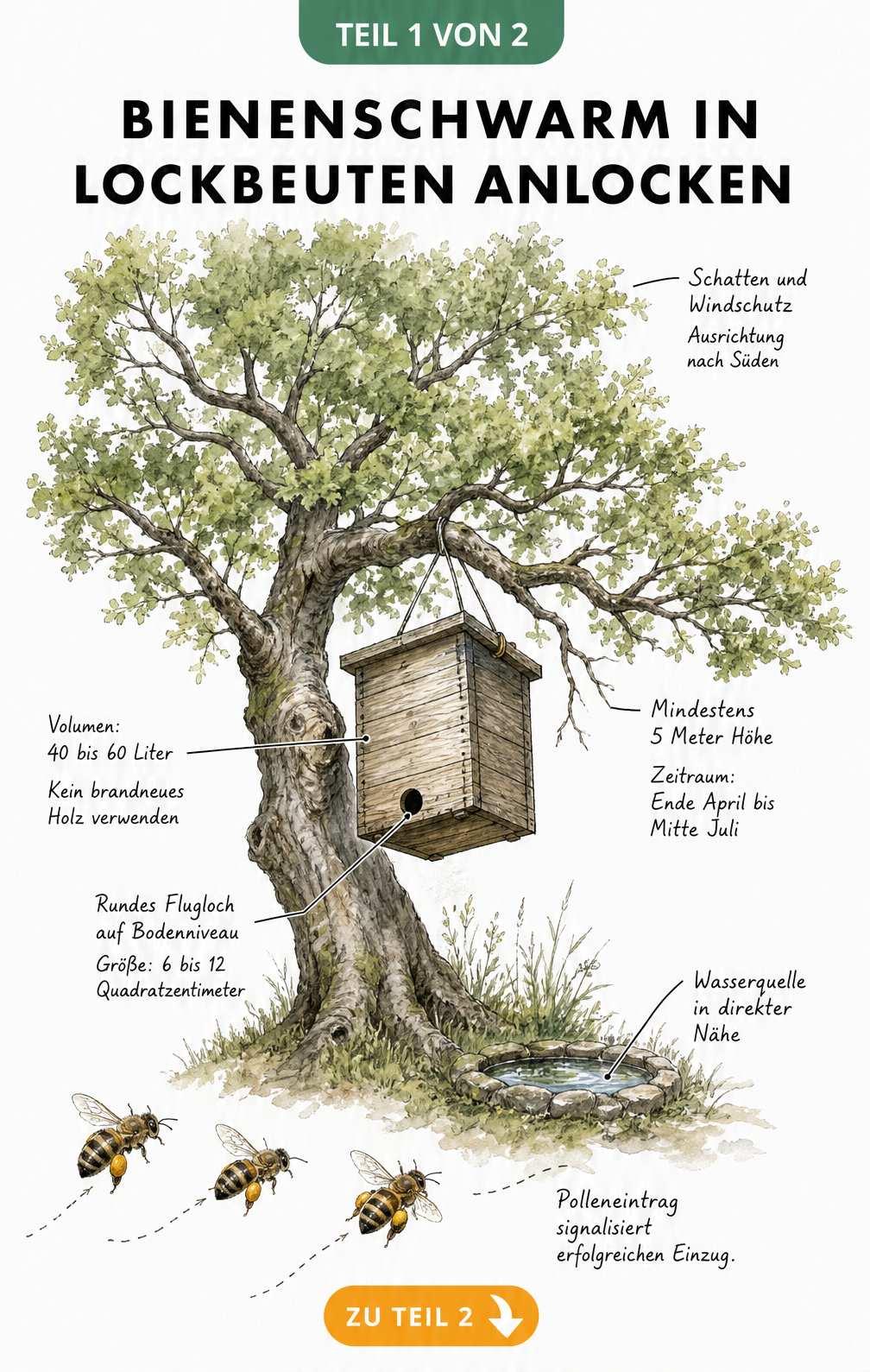 Illustration einer Lockbeute mit natürlichen Lockmitteln wie Zitronengras, Bienenwachs, Propolis und Minze