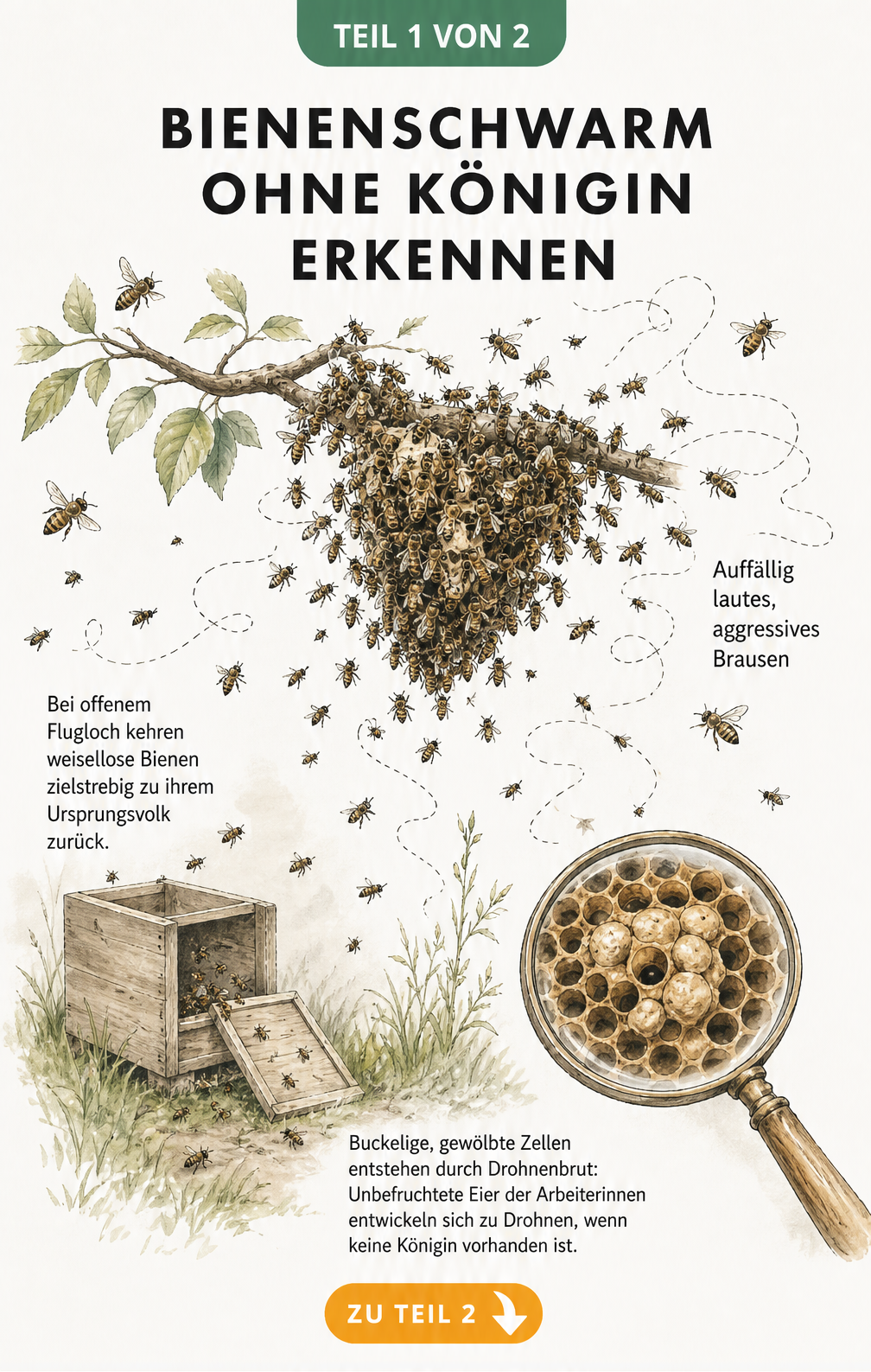 Illustration eines unruhigen Bienenschwarms ohne Königin mit buckeligen Waben und Schwarmkiste