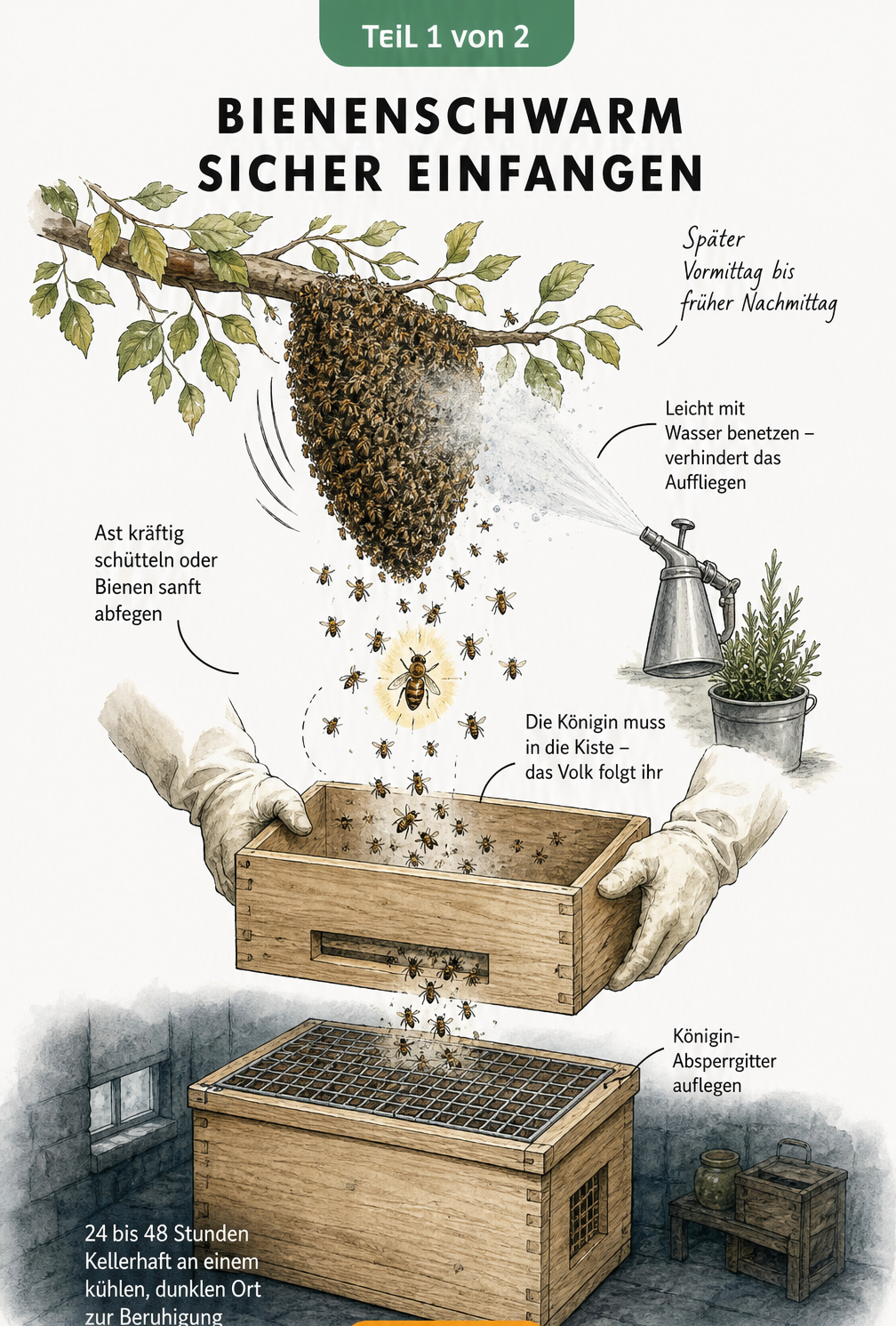 Illustration eines Bienenschwarms an einem Ast, der mit Wasser besprüht und in eine Holzkiste geschüttelt wird, gefolgt von Kellerhaft.