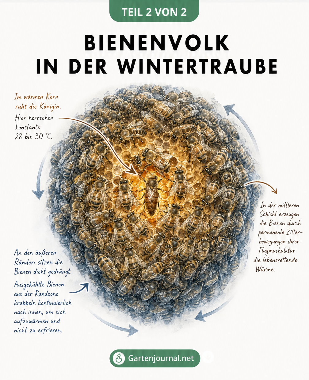 Makro-Illustration einer Wintertraube im Bienenstock mit Temperaturzonen und Königin im Zentrum