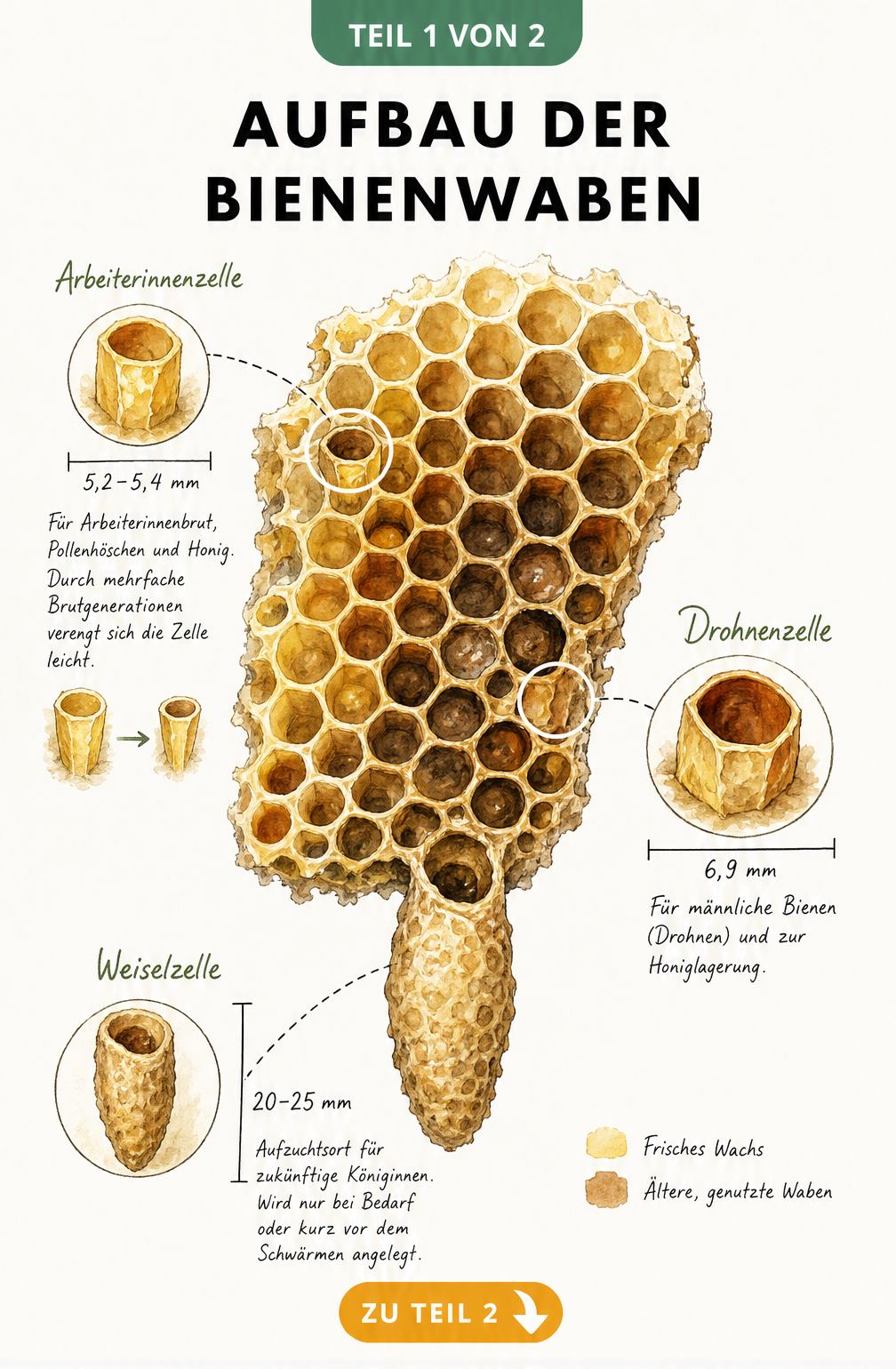 Illustration einer Bienenwabe mit Arbeiterinnenzelle, Drohnenzelle und Weiselzelle im Detail