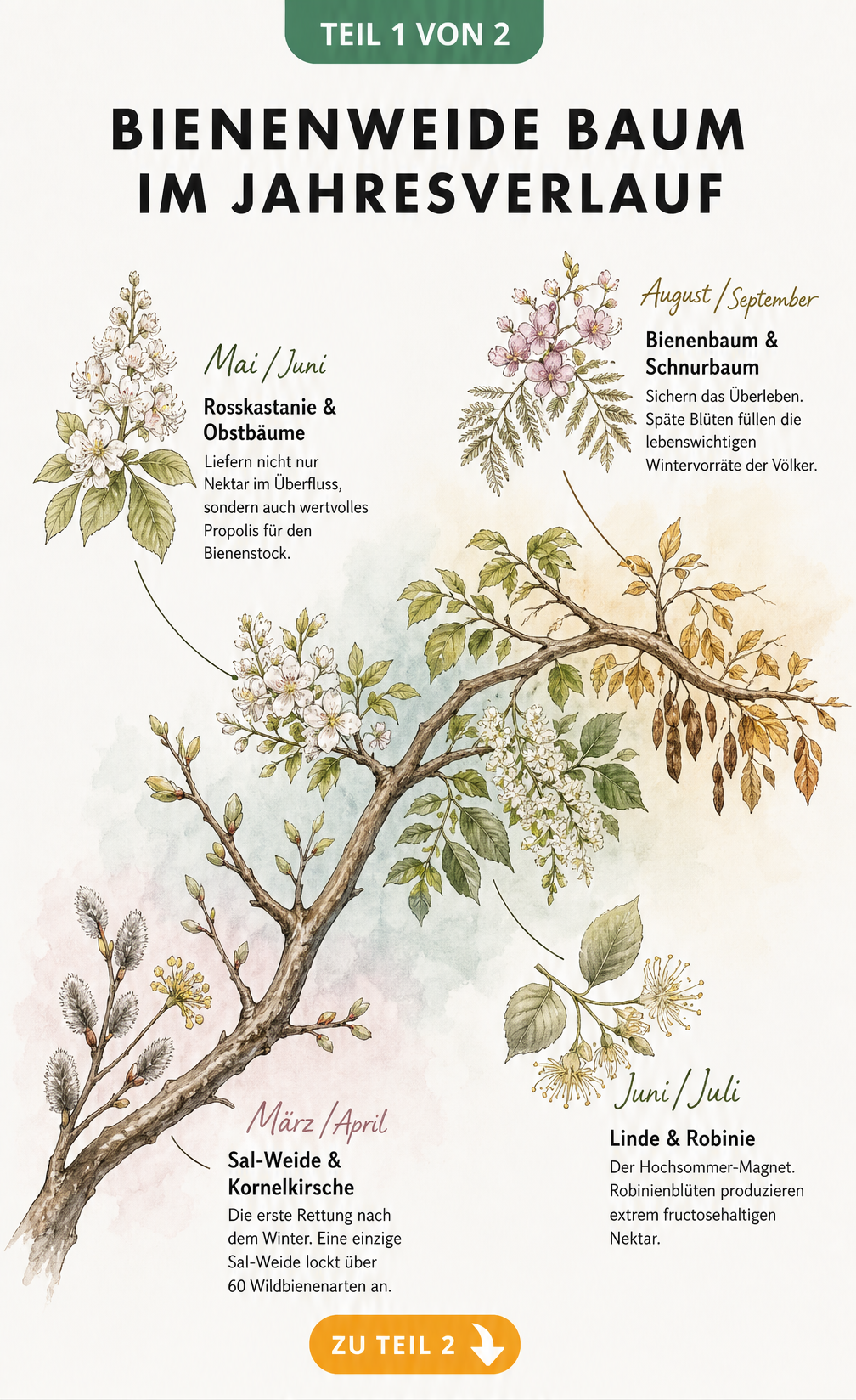 Illustration eines Astes im Jahresverlauf mit Blüten von Sal-Weide, Rosskastanie, Linde und Bienenbaum