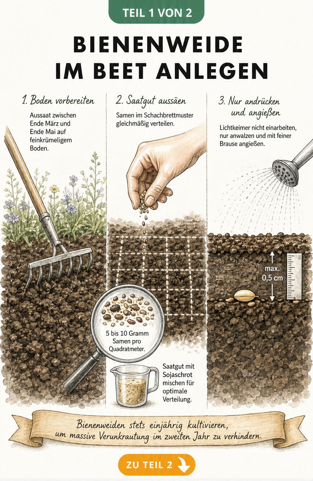 Querschnitt eines Gartenbeets im Frühjahr mit Bodenvorbereitung, Saatgutverteilung und Ablagetiefe für eine Bienenweide