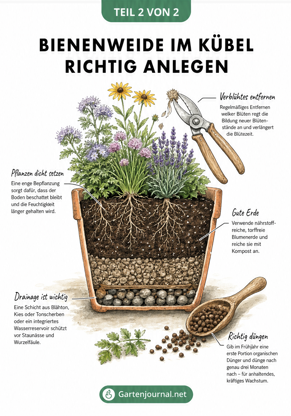 Schnittdarstellung eines Pflanzkübels mit Drainageschicht, torffreier Erde und Hinweisen zu Düngung und Rückschnitt