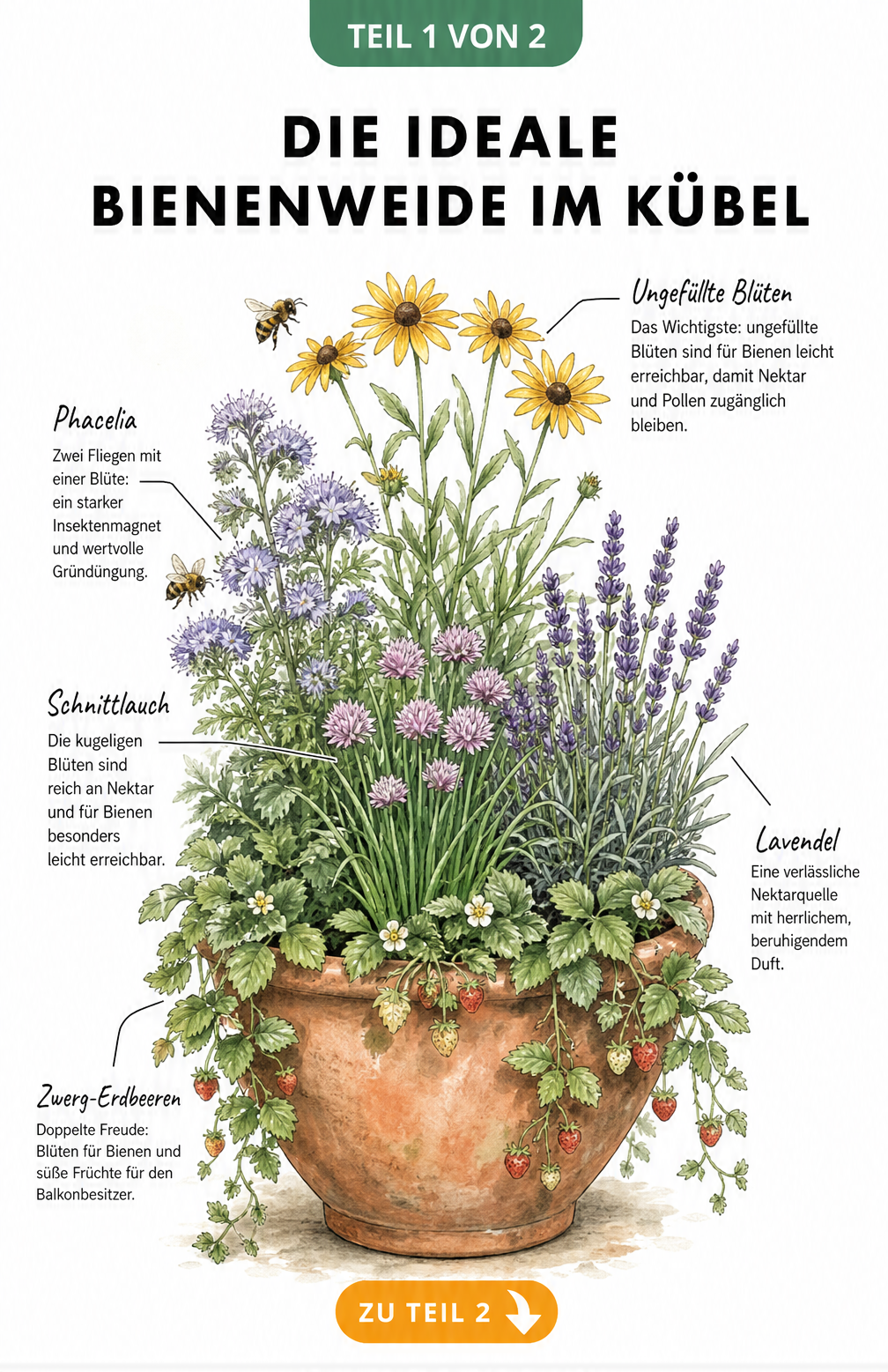 Illustration eines bepflanzten Terracotta-Kübels mit Phacelia, Schnittlauch, Lavendel und Zwerg-Erdbeeren als Bienenweide