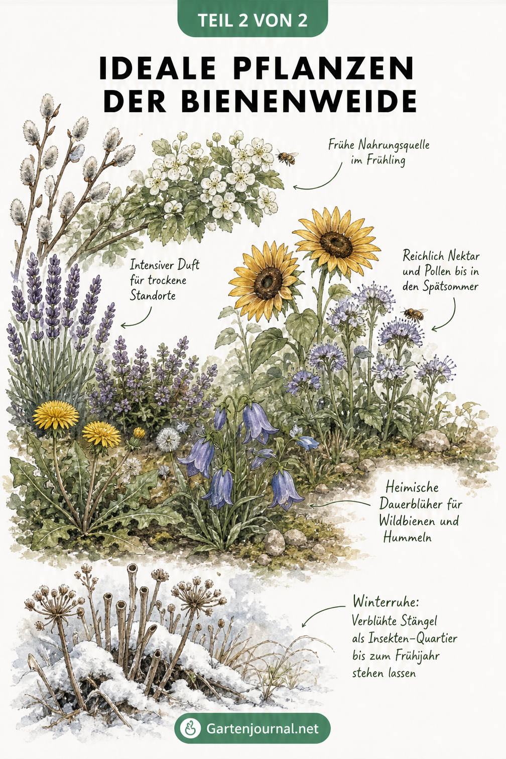 Illustration verschiedener Pflanzenarten für eine Bienenweide, von Sträuchern bis zu Wildpflanzen